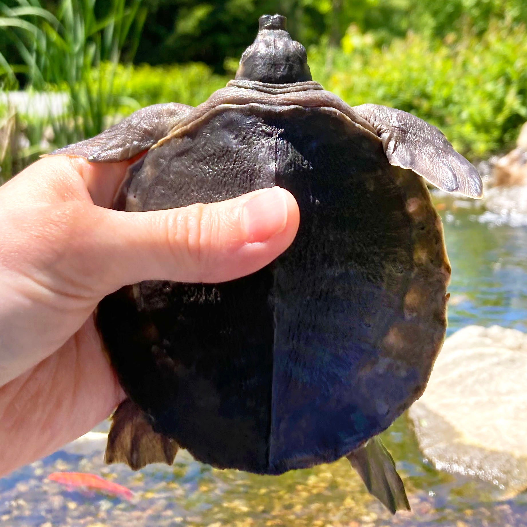 CBB Small Fly River Turtles! (Pig-nosed Turtle) Carettochelys Insculpta *Representative Photos*