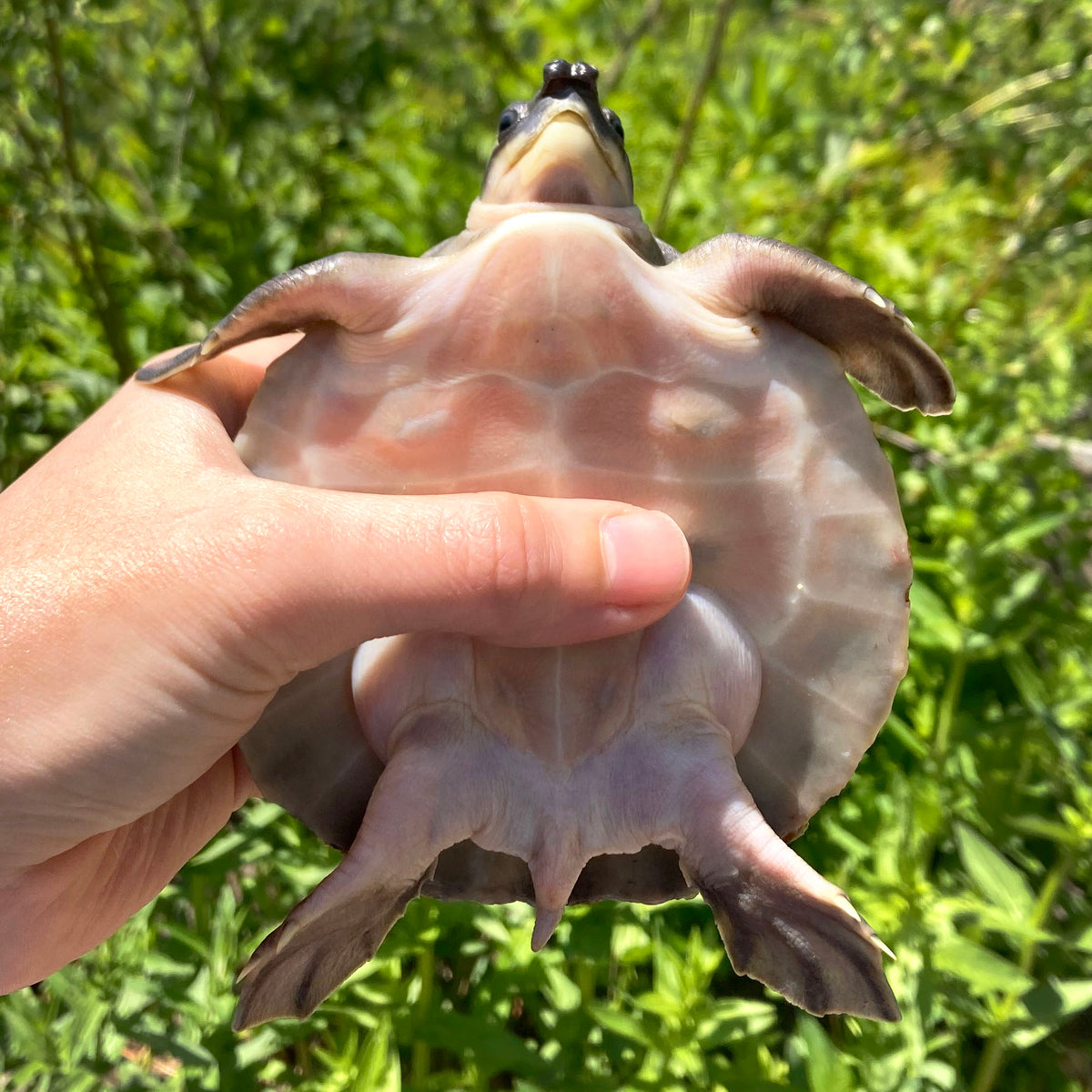 pig nosed turtle