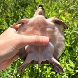 Load image into Gallery viewer, CBB Small Fly River Turtles! (Pig-nosed Turtle) Carettochelys Insculpta