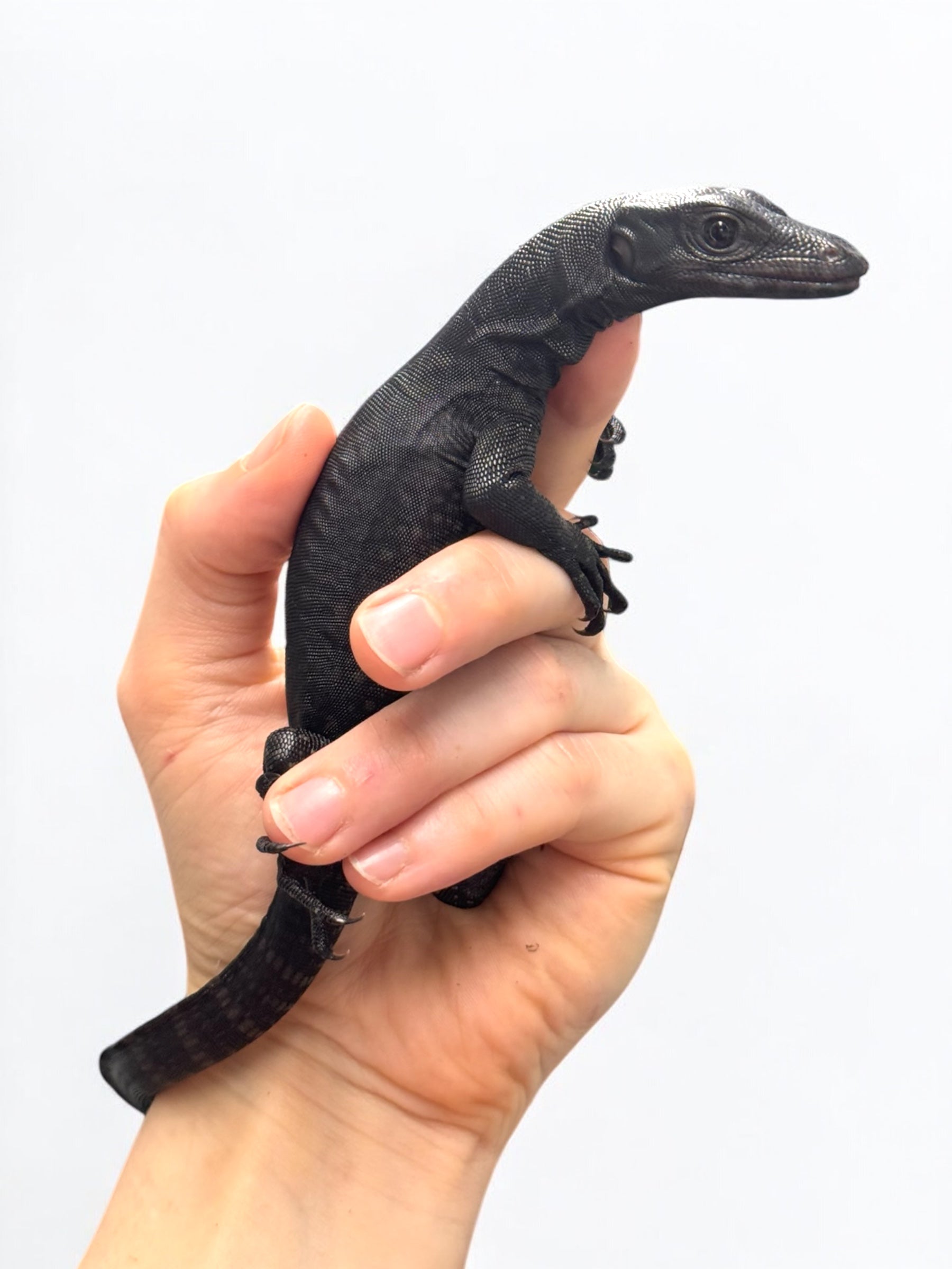 2025 NERD CBB Komaini Black Dragons (representative photos)