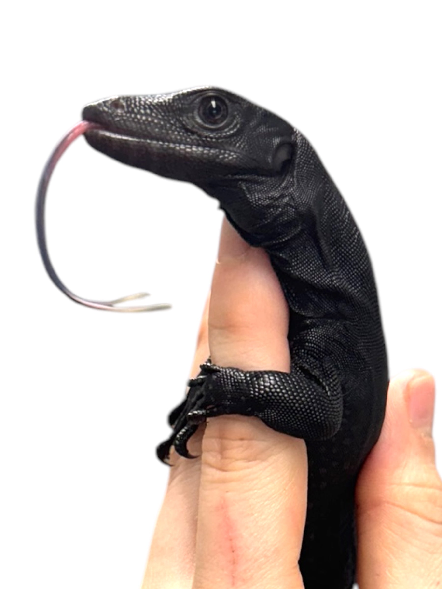 2025 NERD CBB Komaini Black Dragons (representative photos)