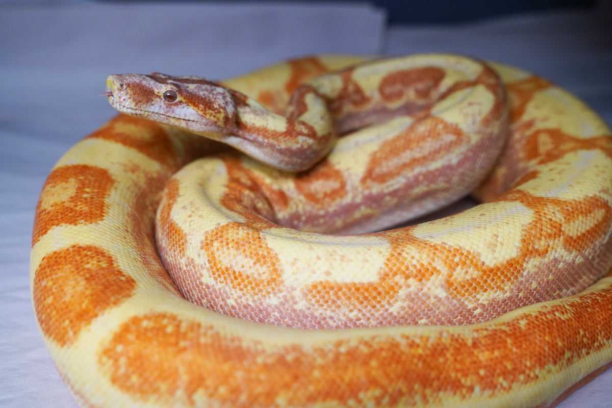 23' Male Crystal - Super Labyrinth Boa Poss Hypo 66% Poss VPI TPos Boa Constrictor