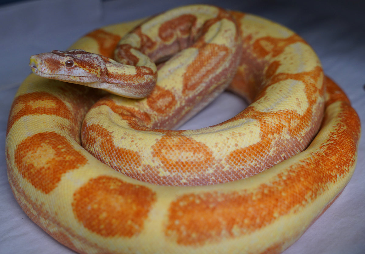 SALE! 2021 (Updated) Male Albino Lipstick Jungle (Poss IMG) Square Tail Boa Constrictor.