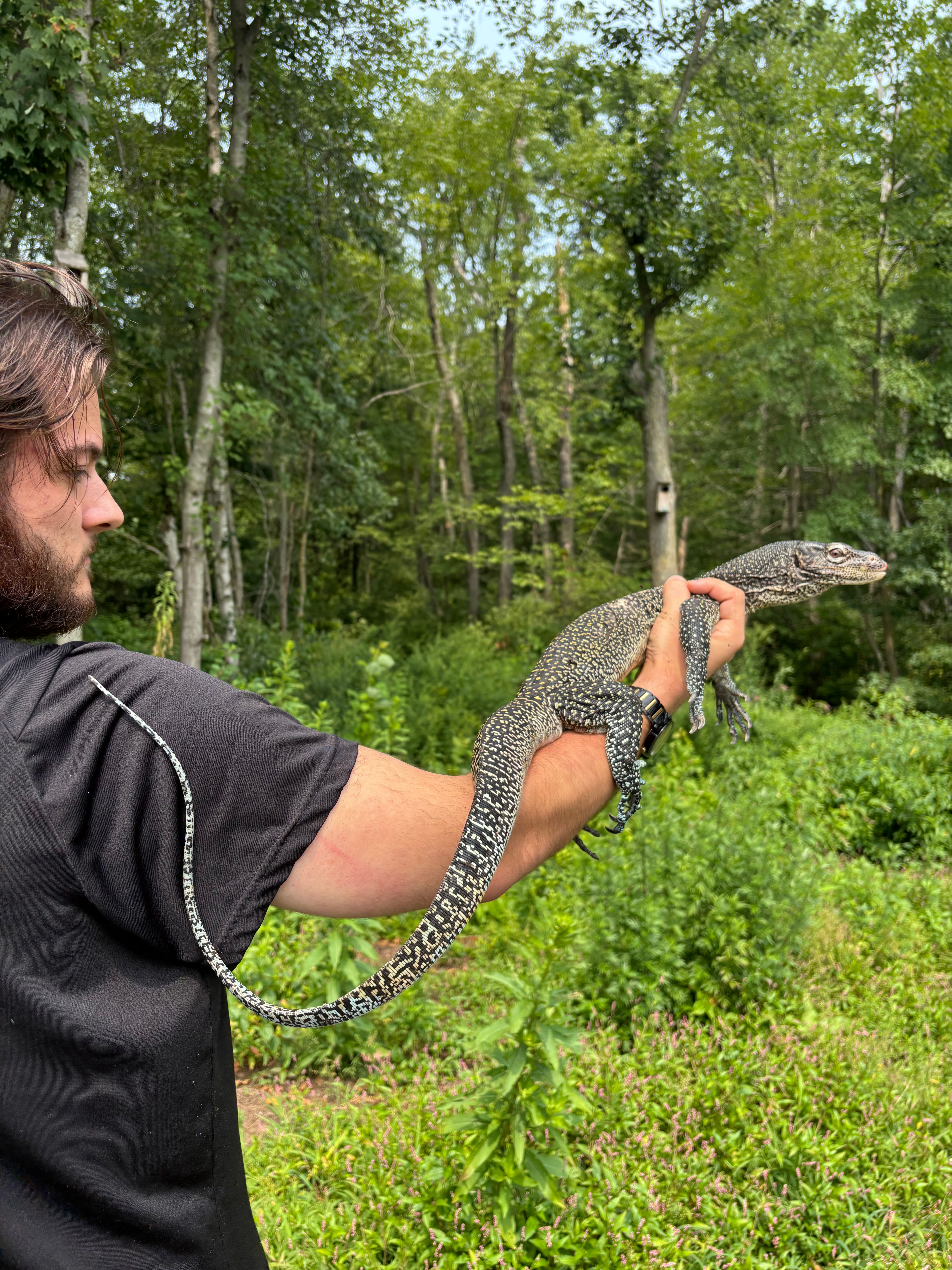 Adult Female Pastel Blue Tail Monitor