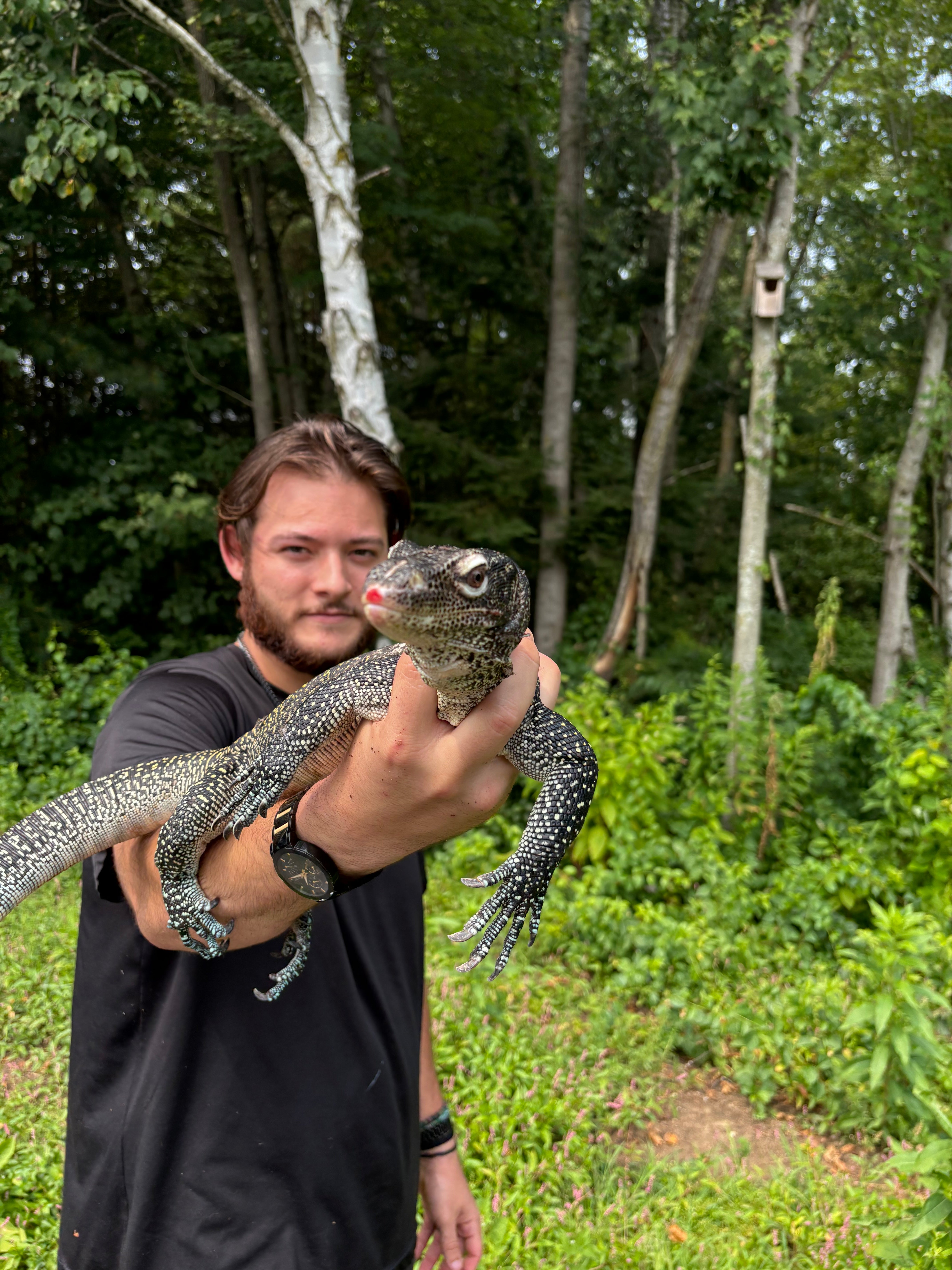 Adult Female Pastel Blue Tail Monitor