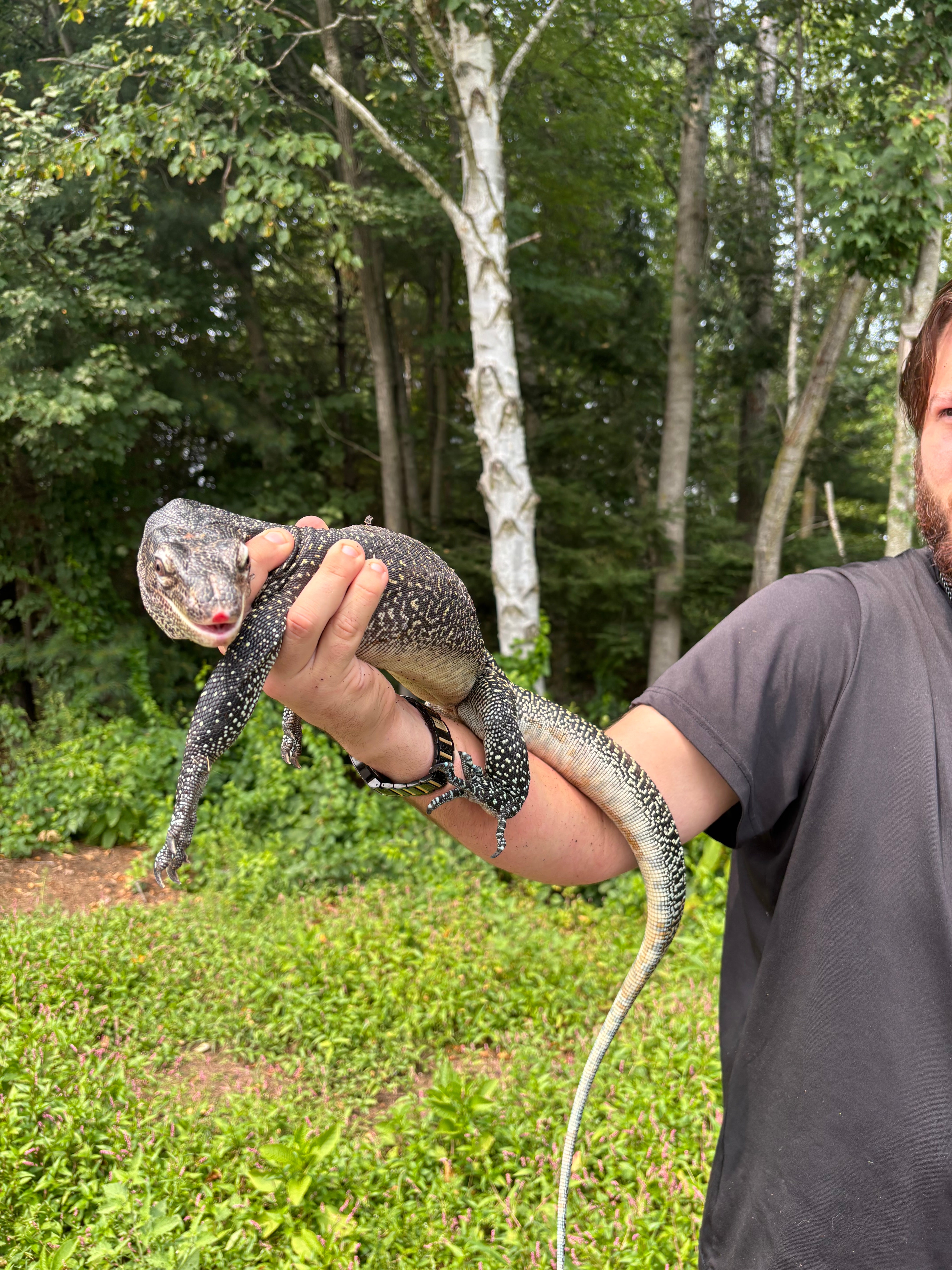 Adult Female Pastel Blue Tail Monitor