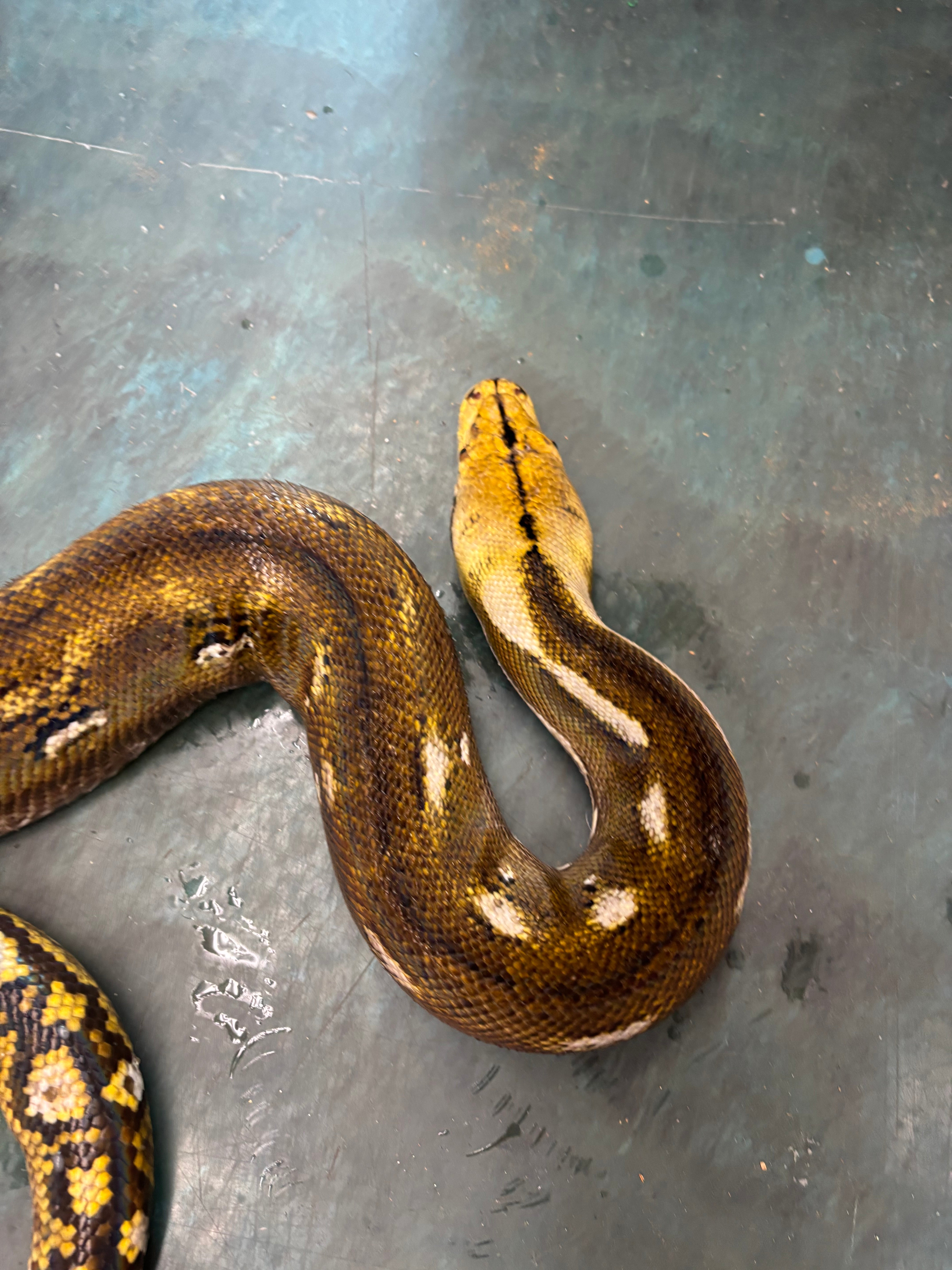 "Fred" Male Phantom Retic