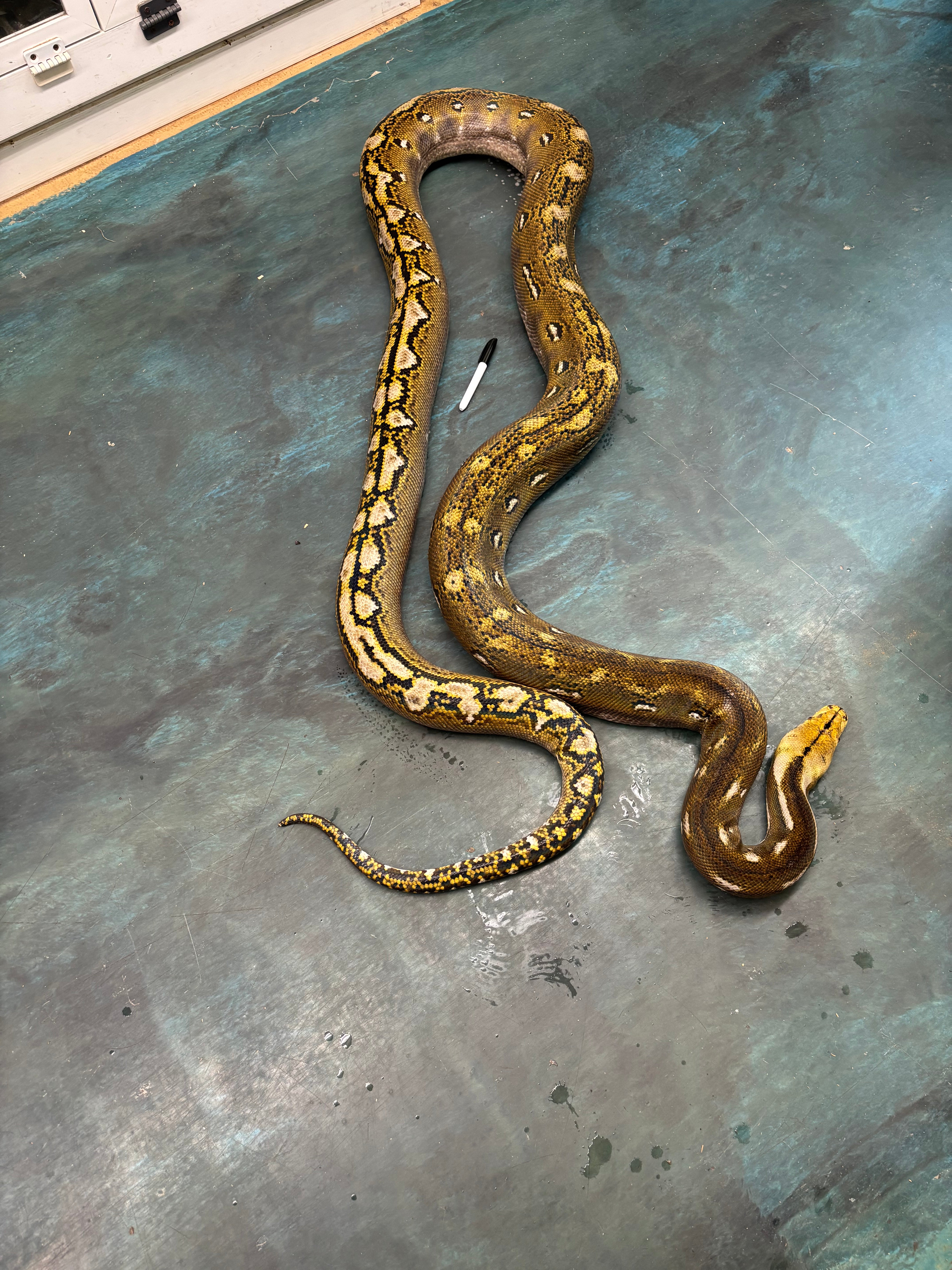 "Fred" Male Phantom Retic