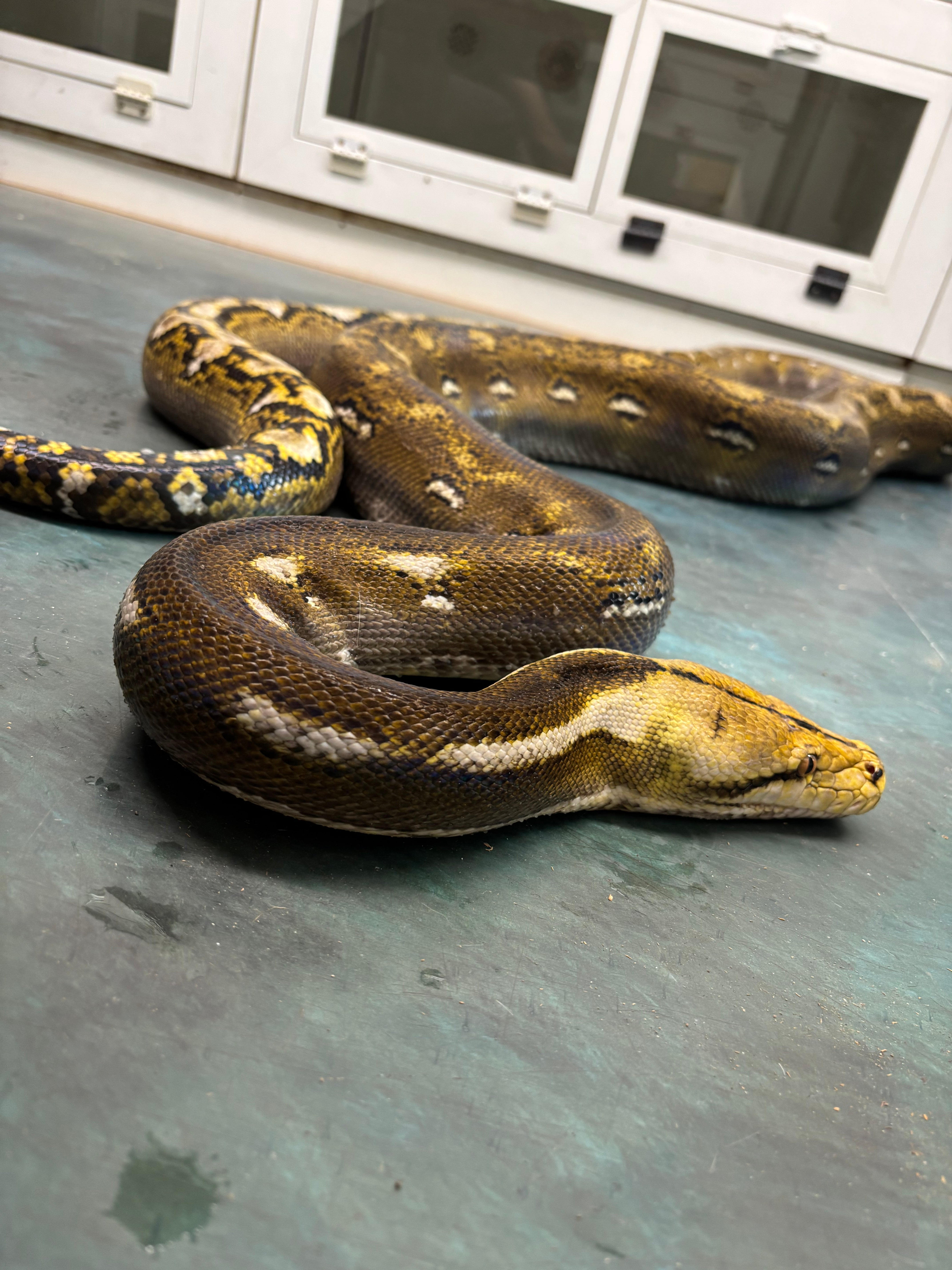 "Fred" Male Phantom Retic