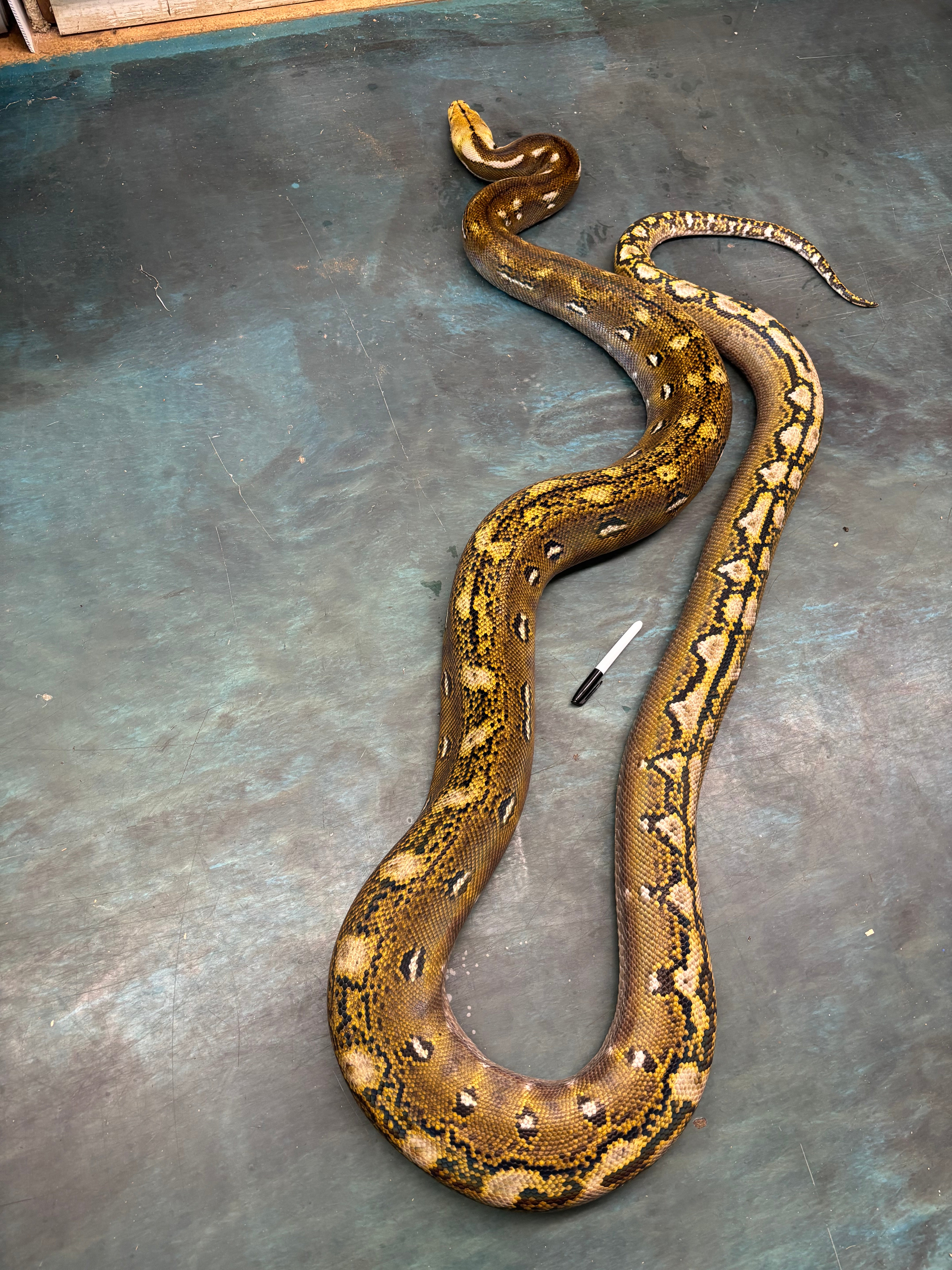 "Fred" Male Phantom Retic