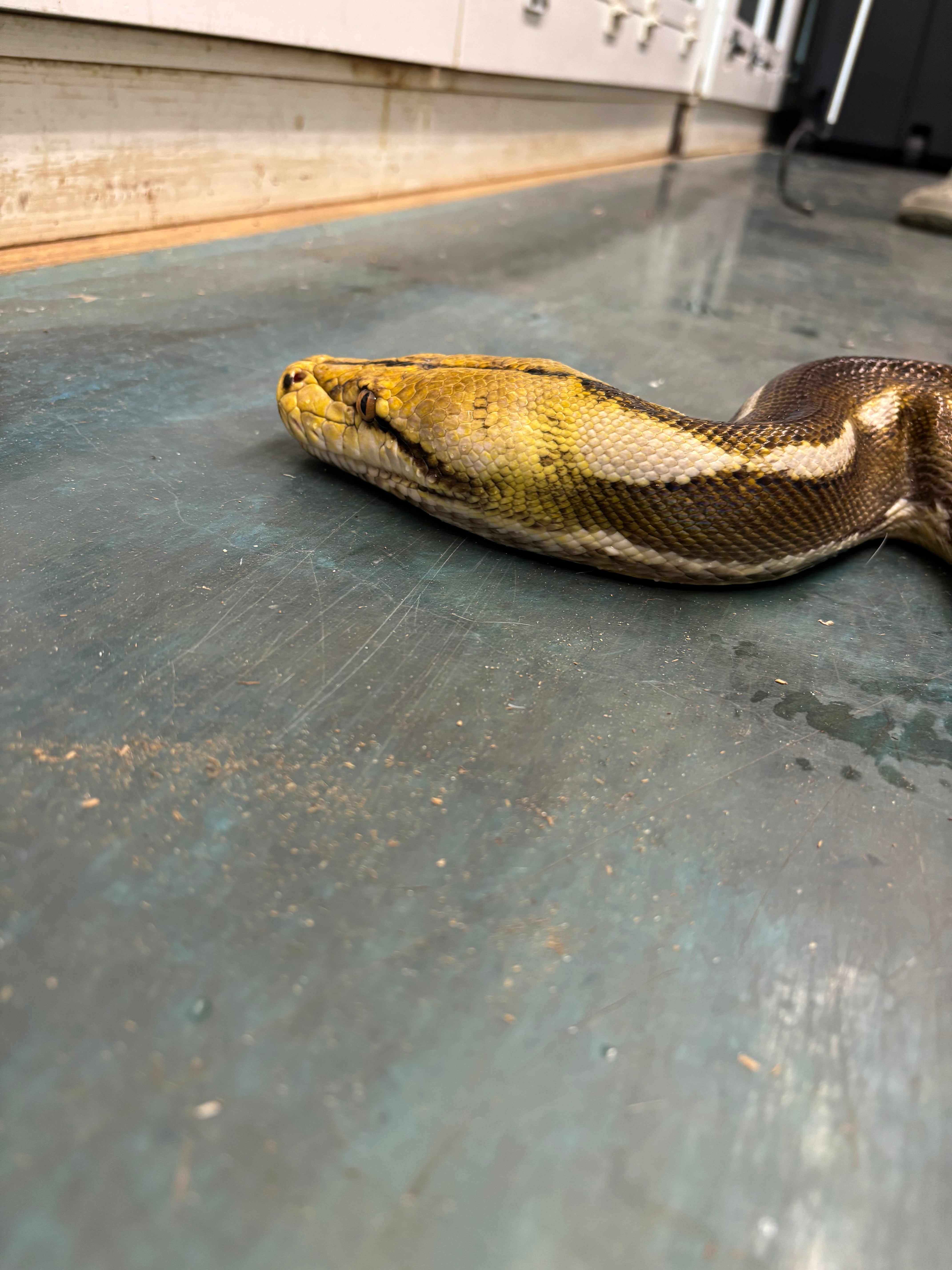 "Fred" Male Phantom Retic