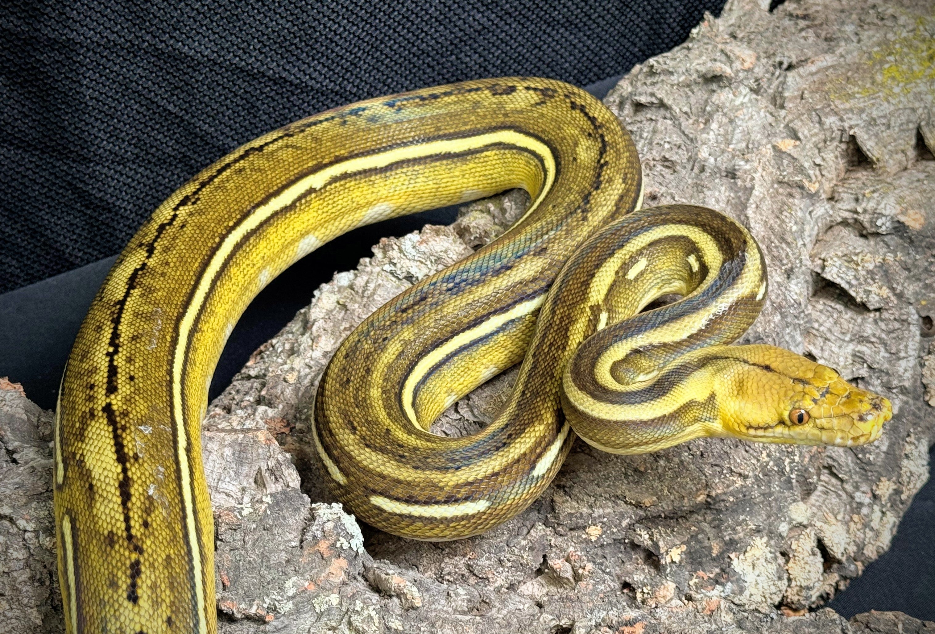 2023 Female Phantom Suntiger Reticulated Python