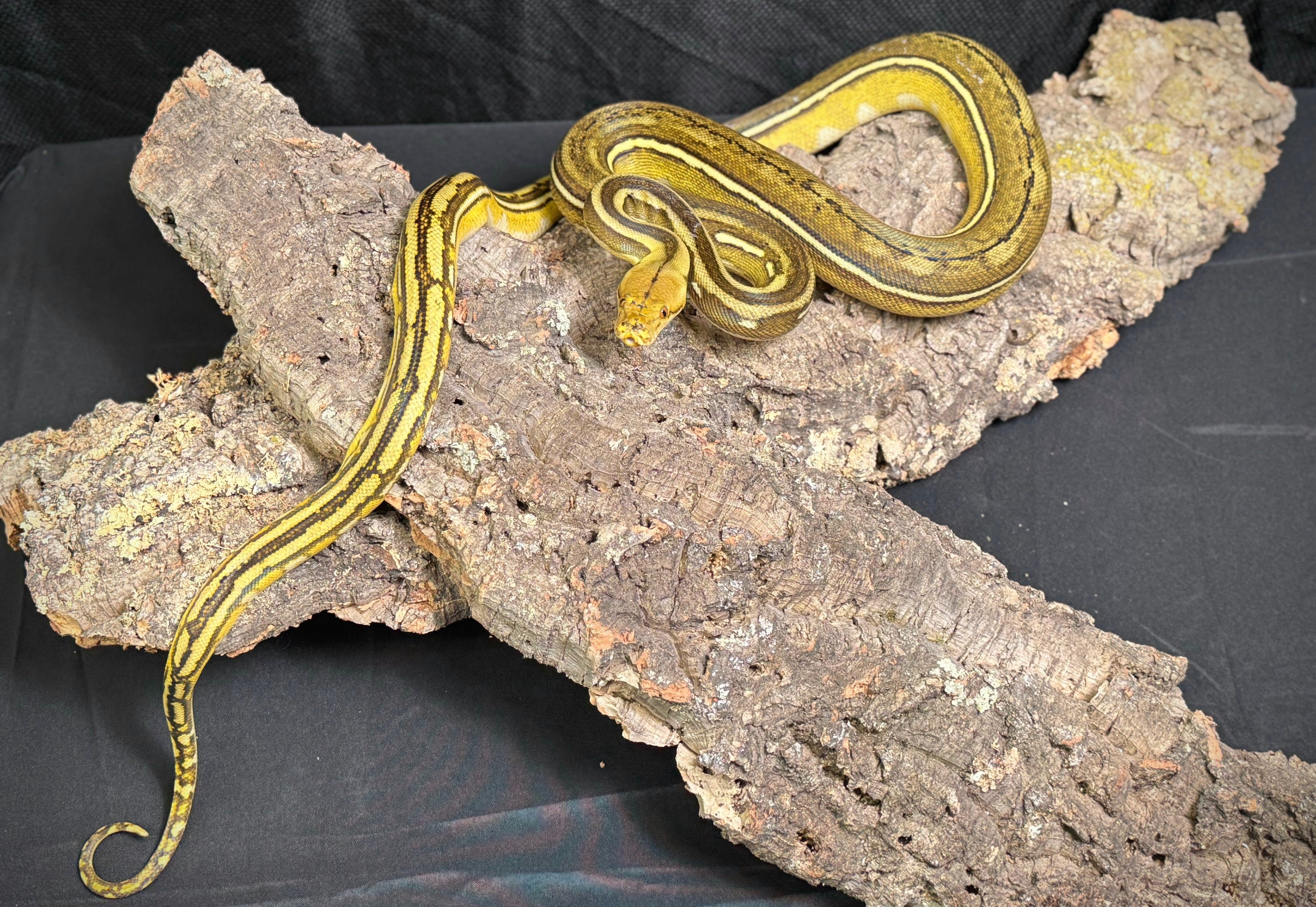 2023 Female Phantom Suntiger Reticulated Python