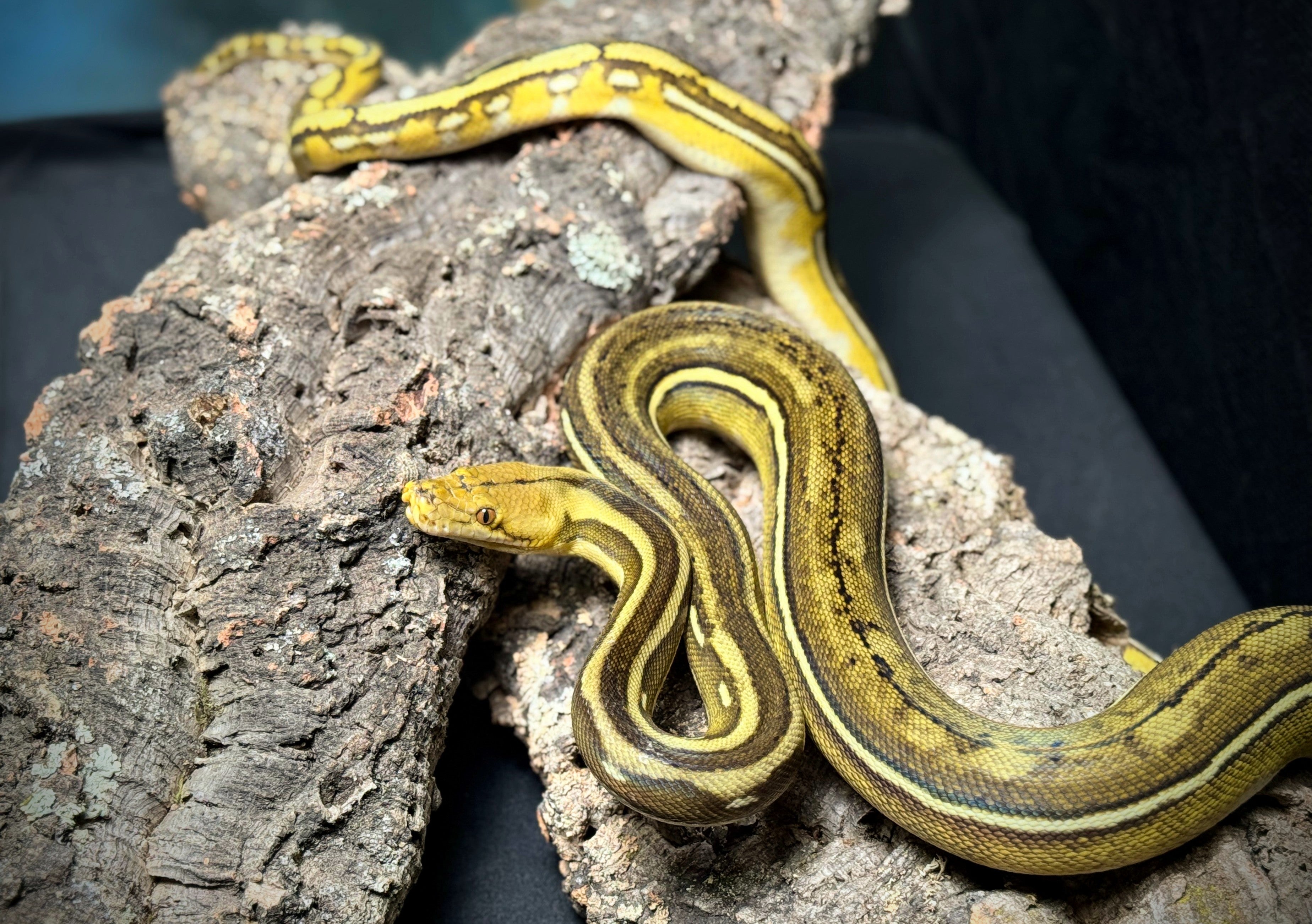 2023 Female Phantom Suntiger Reticulated Python
