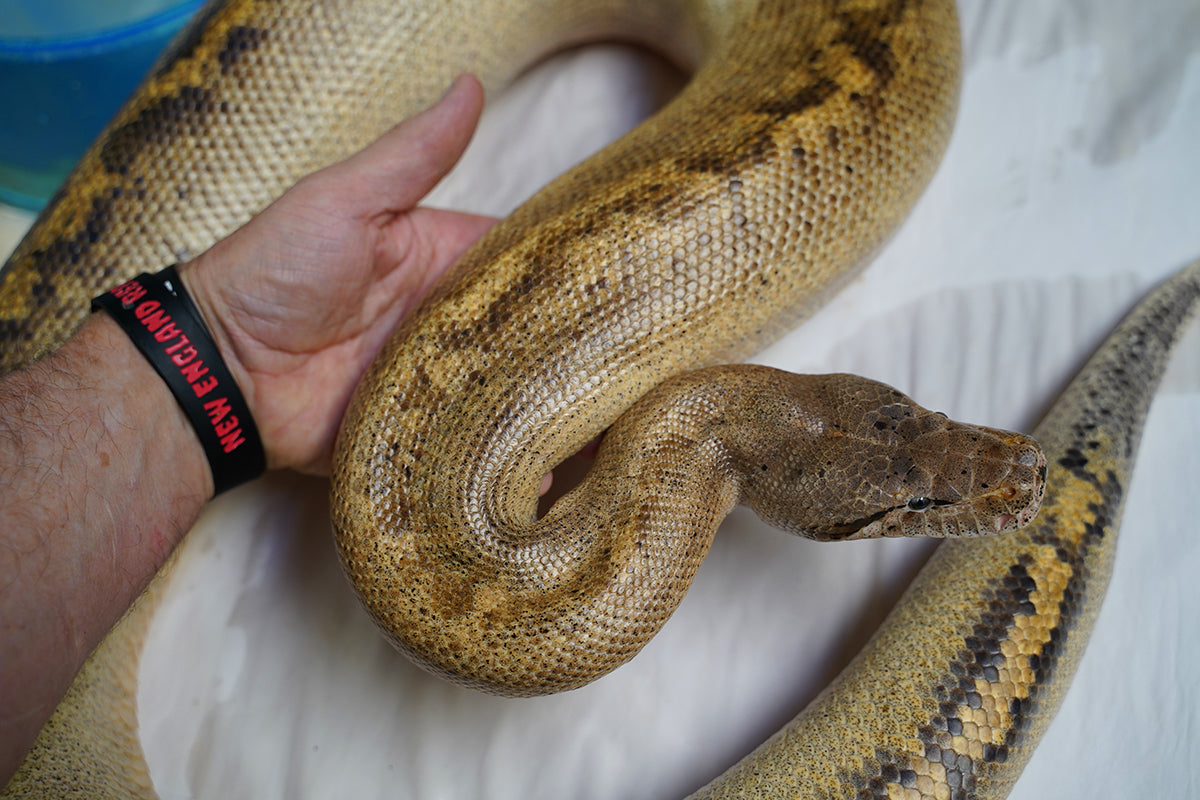 2020 Male Breedable Hypo Het Leopard Het Black Eyed Anerythristic 50% Possible Het Kahl Albino Boa Constrictor.