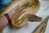 Load image into Gallery viewer, BIG Breeder Male Ivory Possible Het T- Possible Het T+ Blood Python