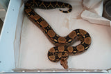 Load image into Gallery viewer, Breeder Female Jungle Poss Het Snow Boa Constrictor