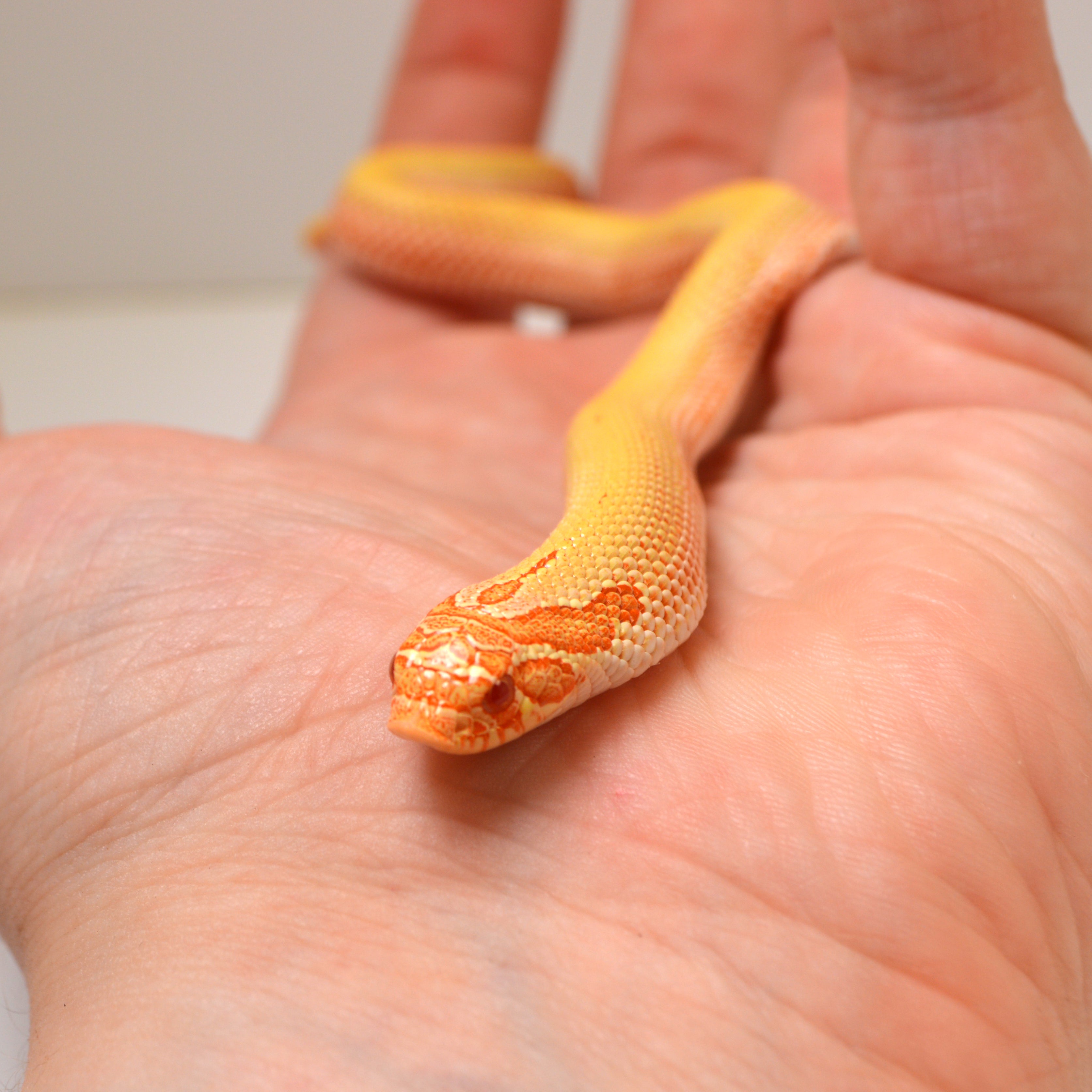 2024 Female Albino Super Anaconda Western Hognose - Redline (Heterodon nasicus)