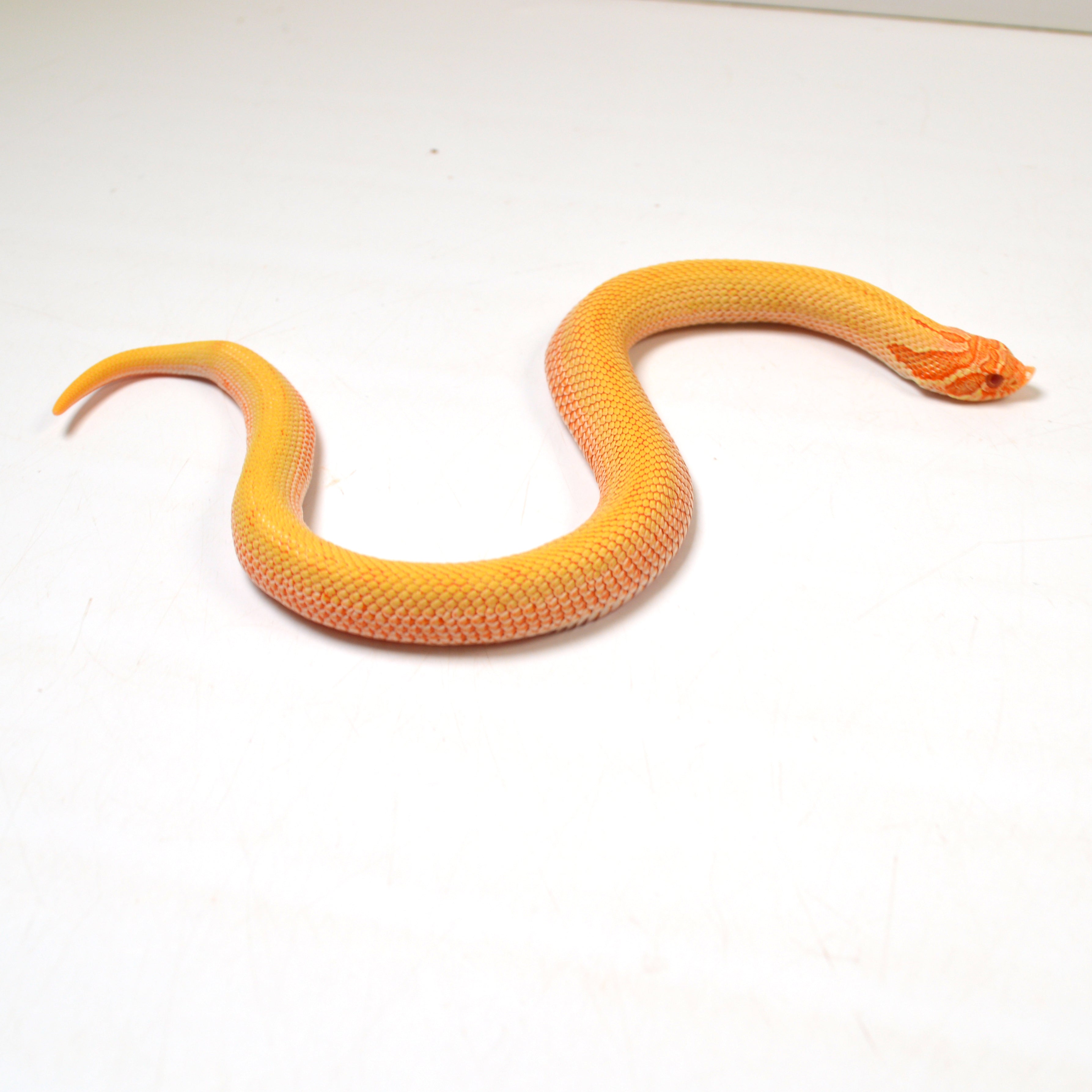 2024 Female Albino Super Anaconda Western Hognose - Redline (Heterodon nasicus)