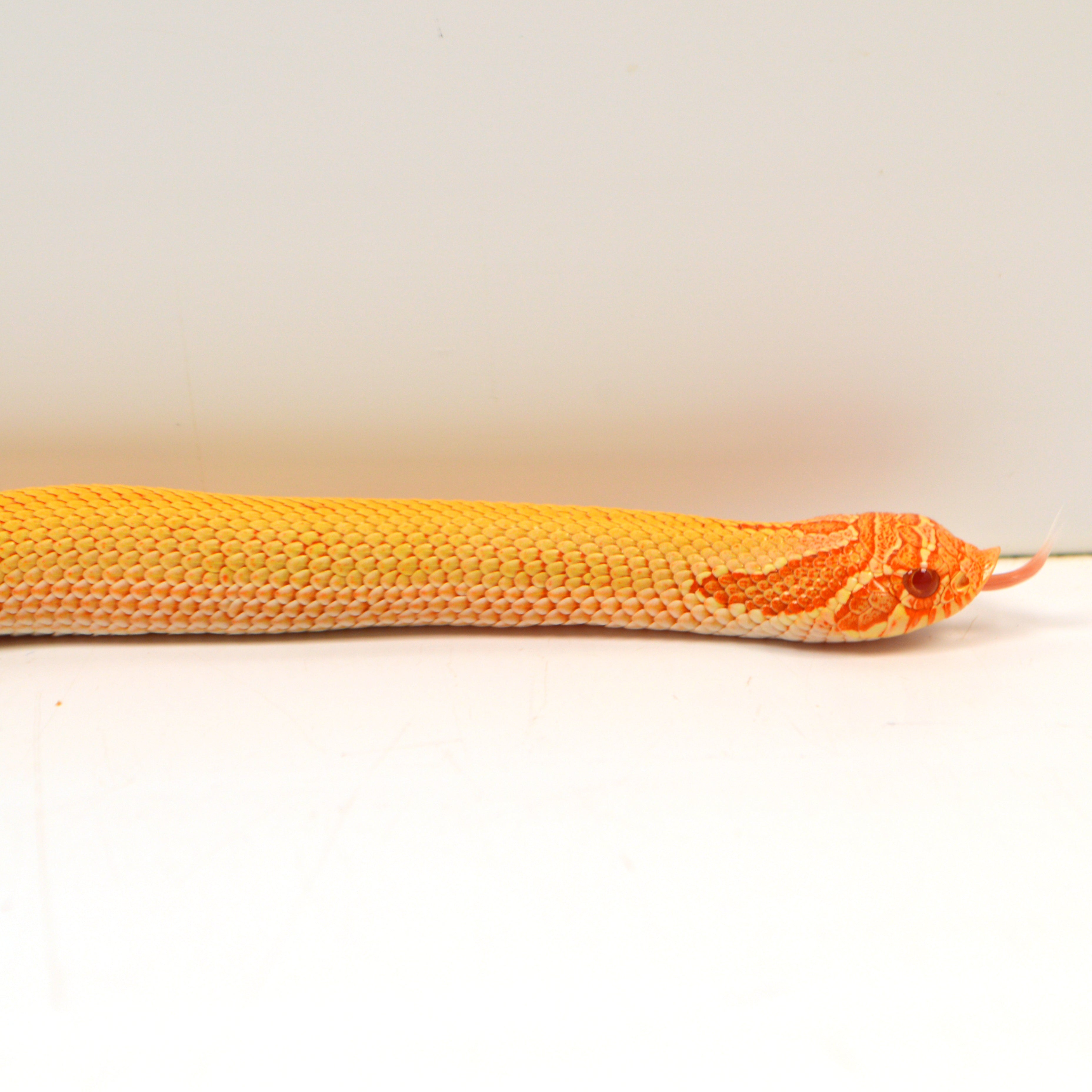 2024 Female Albino Super Anaconda Western Hognose - Redline (Heterodon nasicus)