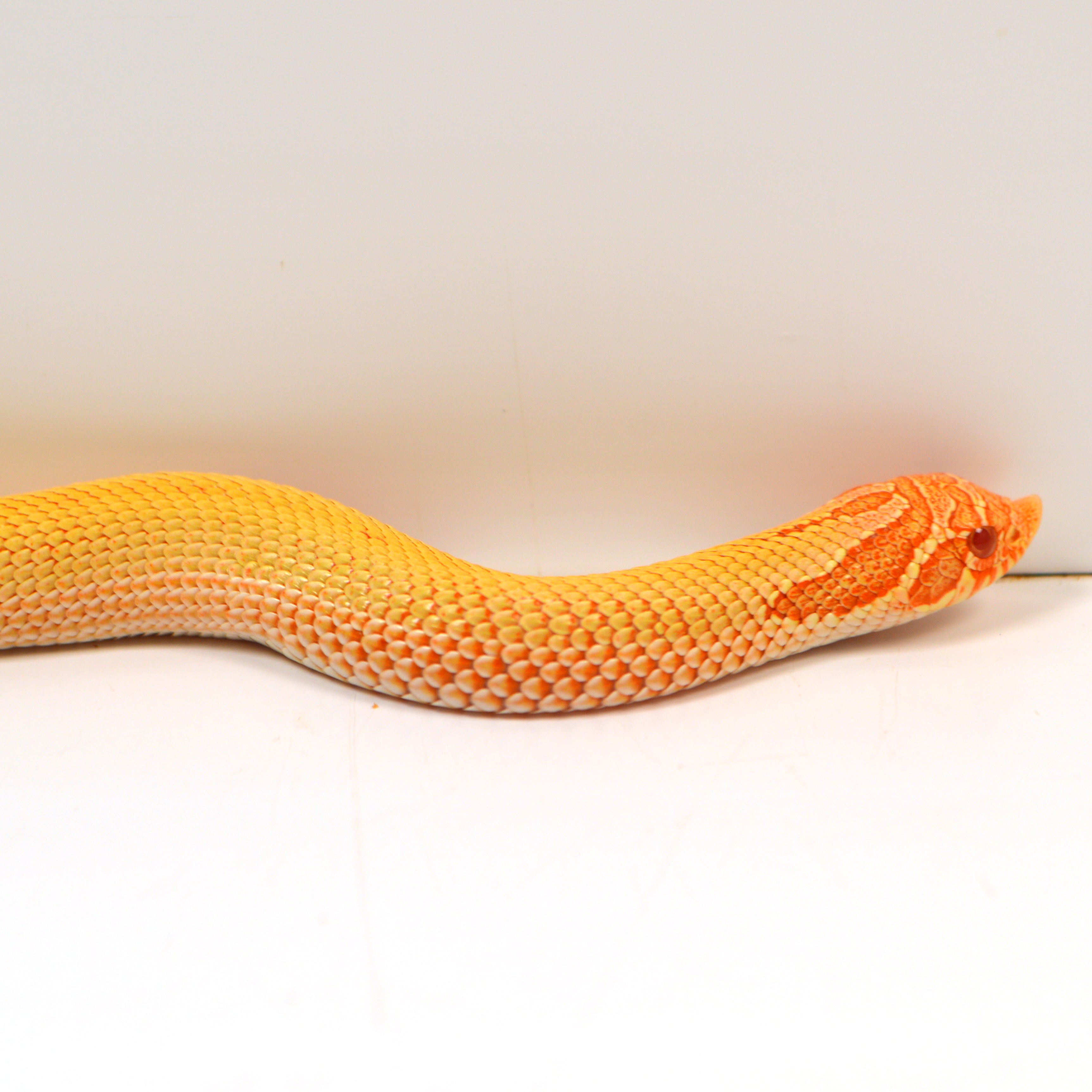2024 Female Albino Super Anaconda Western Hognose - Redline (Heterodon nasicus)