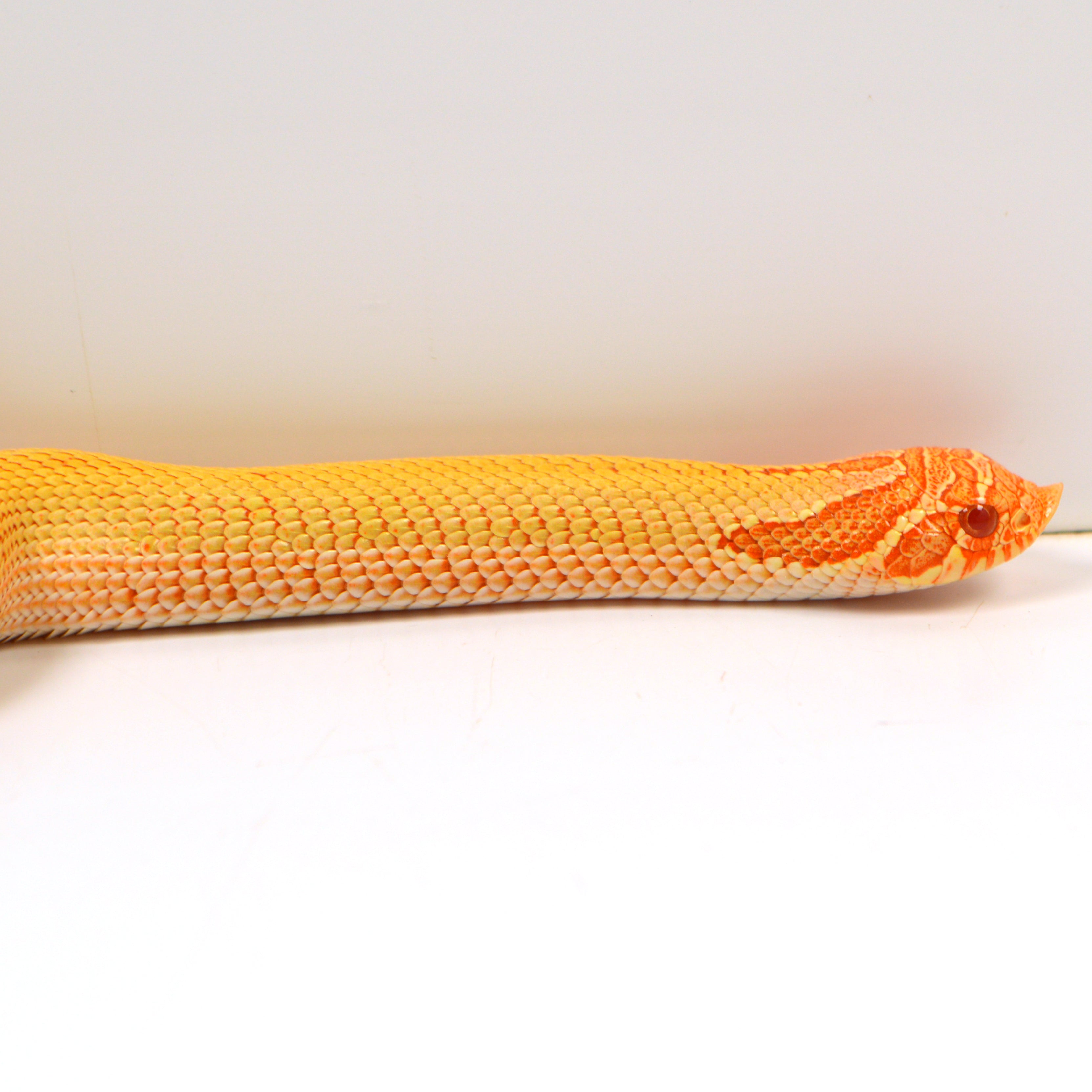 2024 Female Albino Super Anaconda Western Hognose - Redline (Heterodon nasicus)