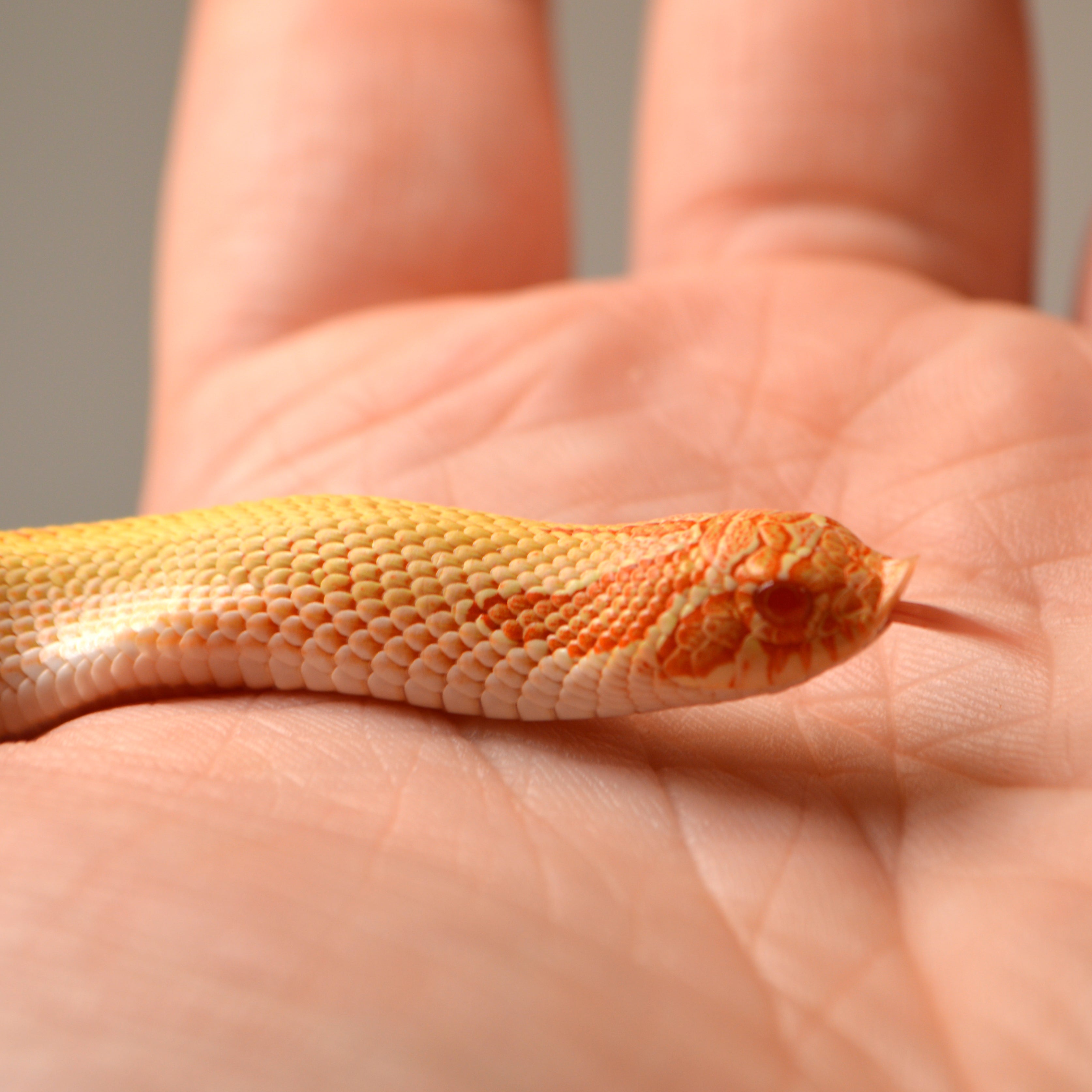 2024 Female Albino Super Anaconda Western Hognose - Redline (Heterodon nasicus)