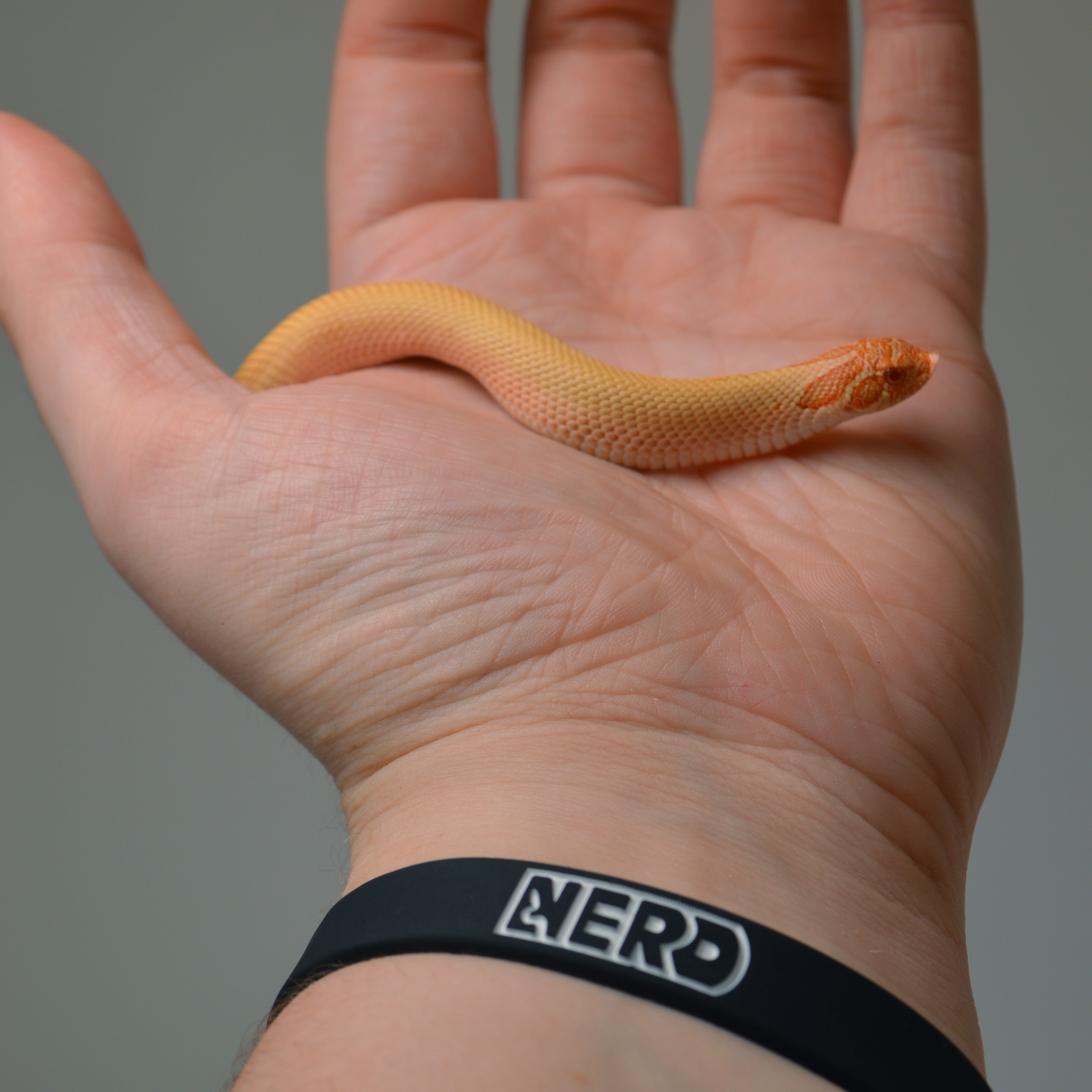 2024 Female Albino Super Anaconda Western Hognose- Red Line (Heterodon nasicus)