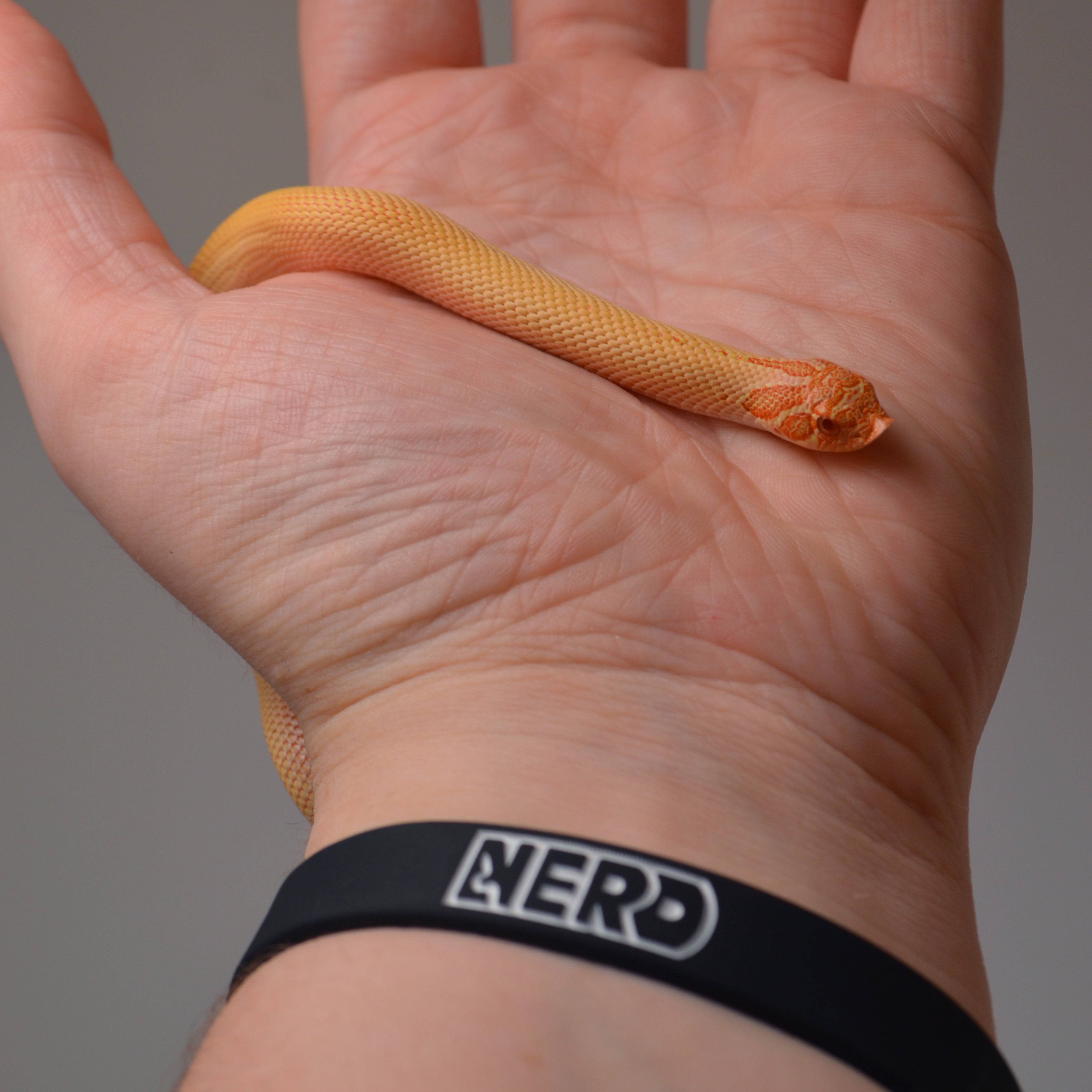 2024 Female Albino Super Anaconda Western Hognose- Red Line (Heterodon nasicus)