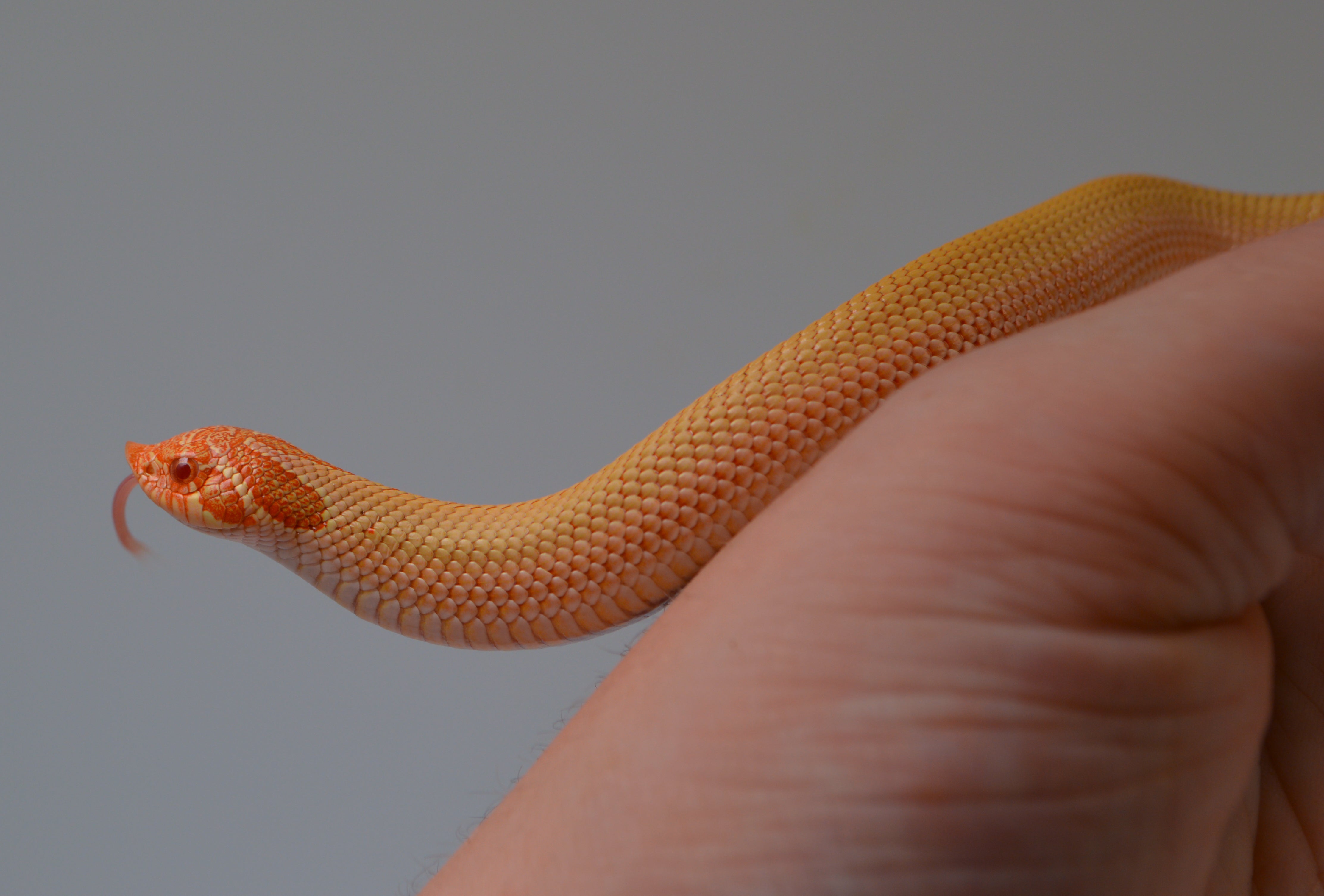2024 Female Albino Super Anaconda Western Hognose- Red Line (Heterodon nasicus)