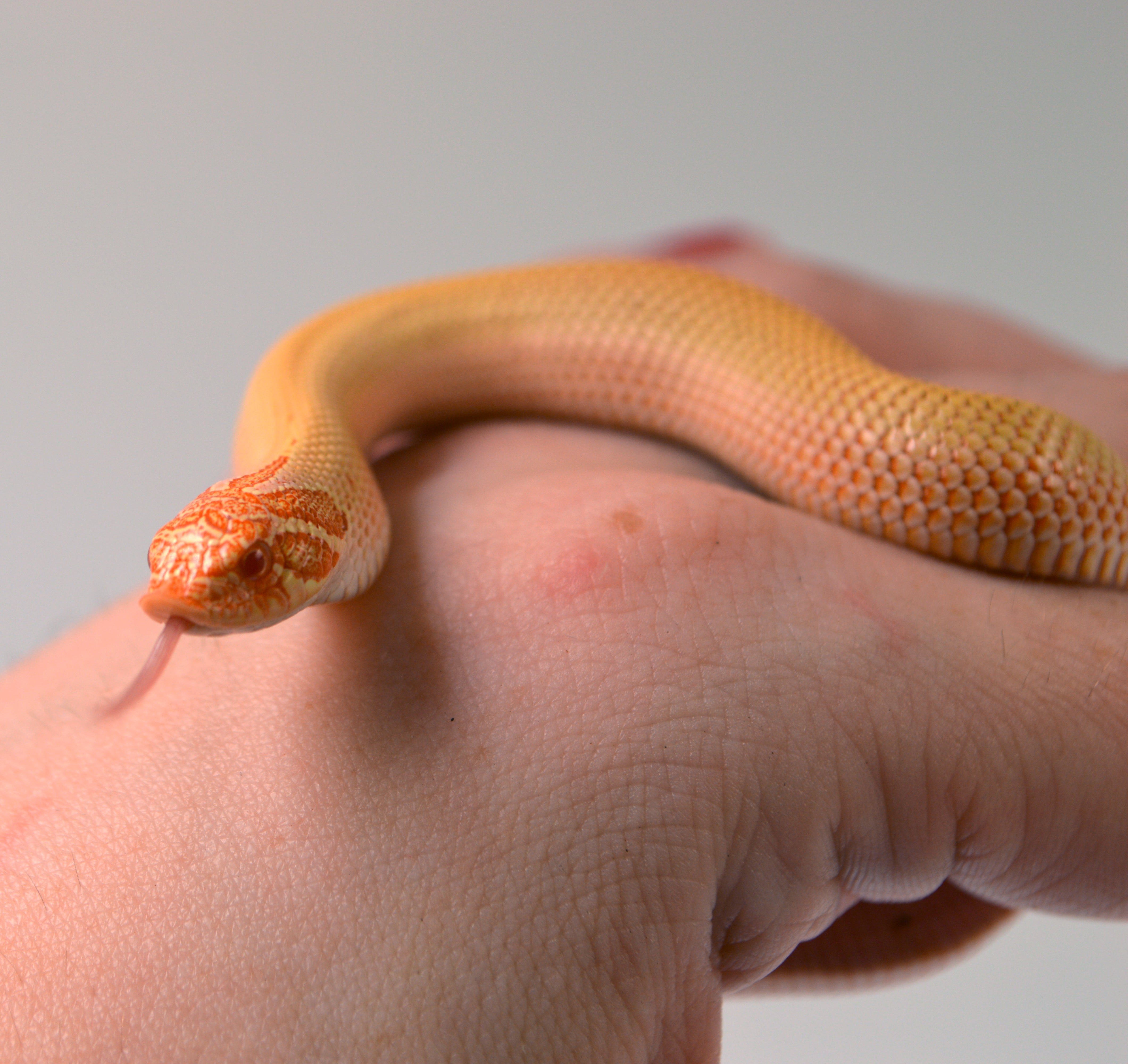 2024 Female Albino Super Anaconda Western Hognose- Red Line (Heterodon nasicus)