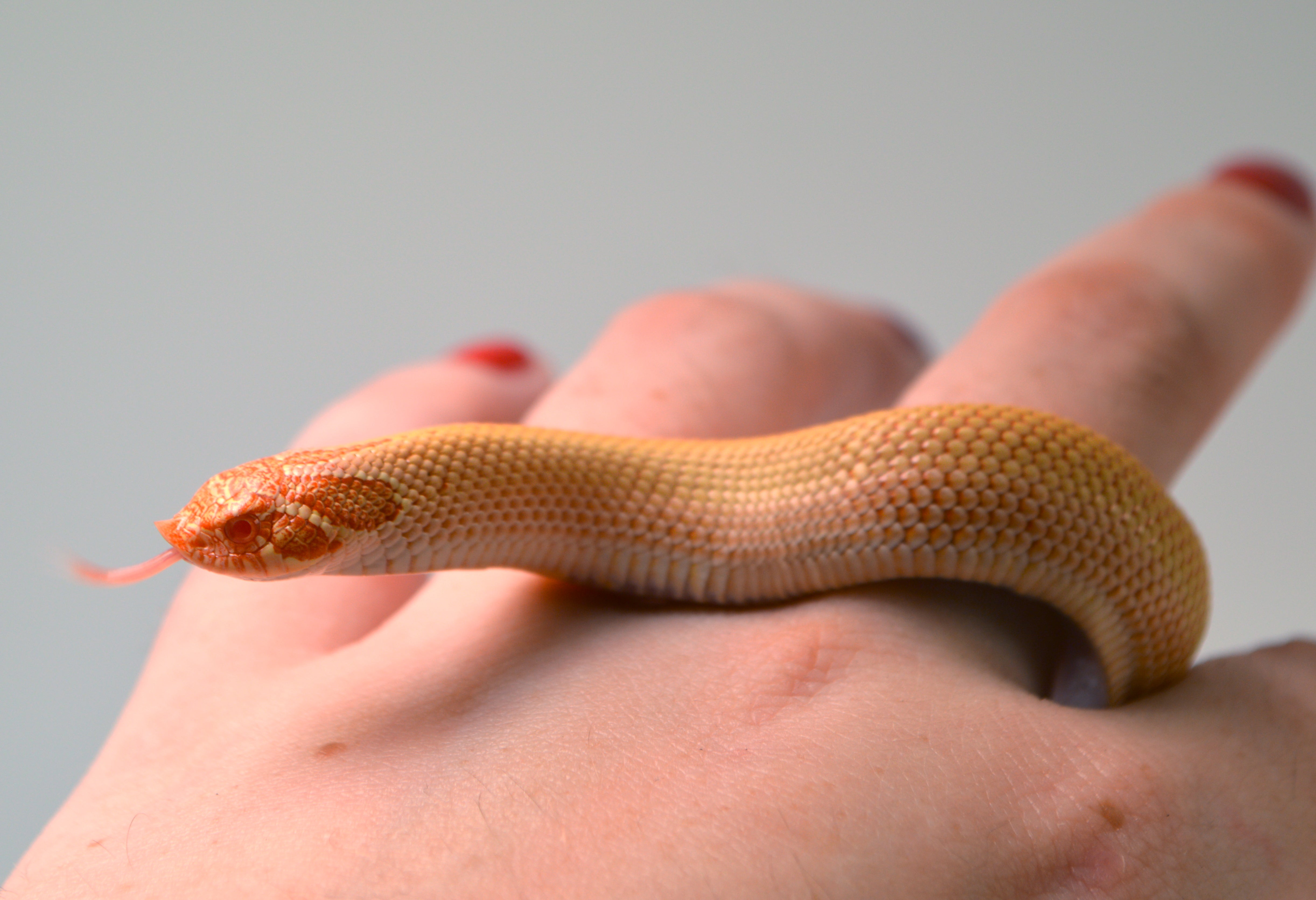 2024 Female Albino Super Anaconda Western Hognose- Red Line (Heterodon nasicus)