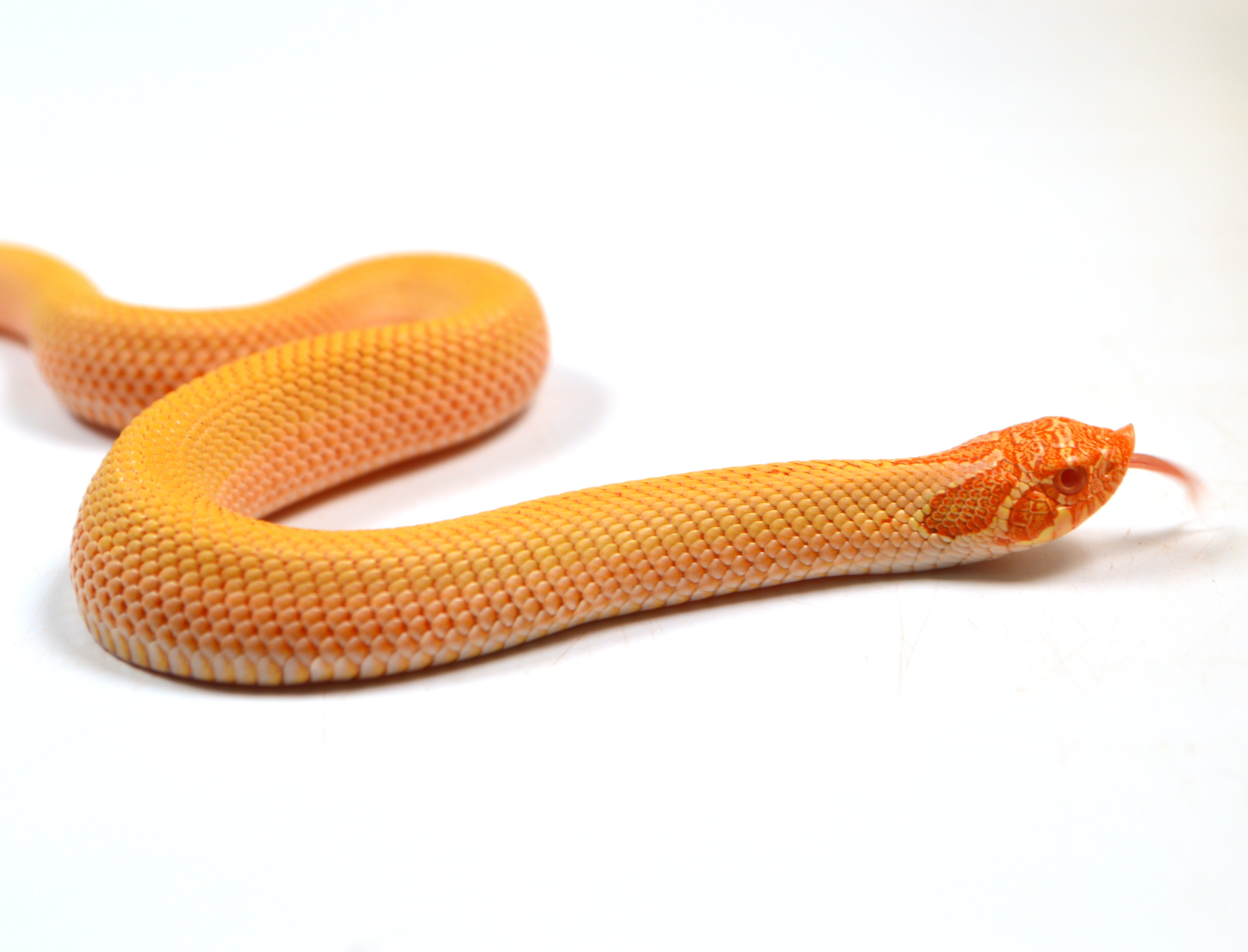 2024 Female Albino Super Anaconda Western Hognose- Red Line (Heterodon nasicus)