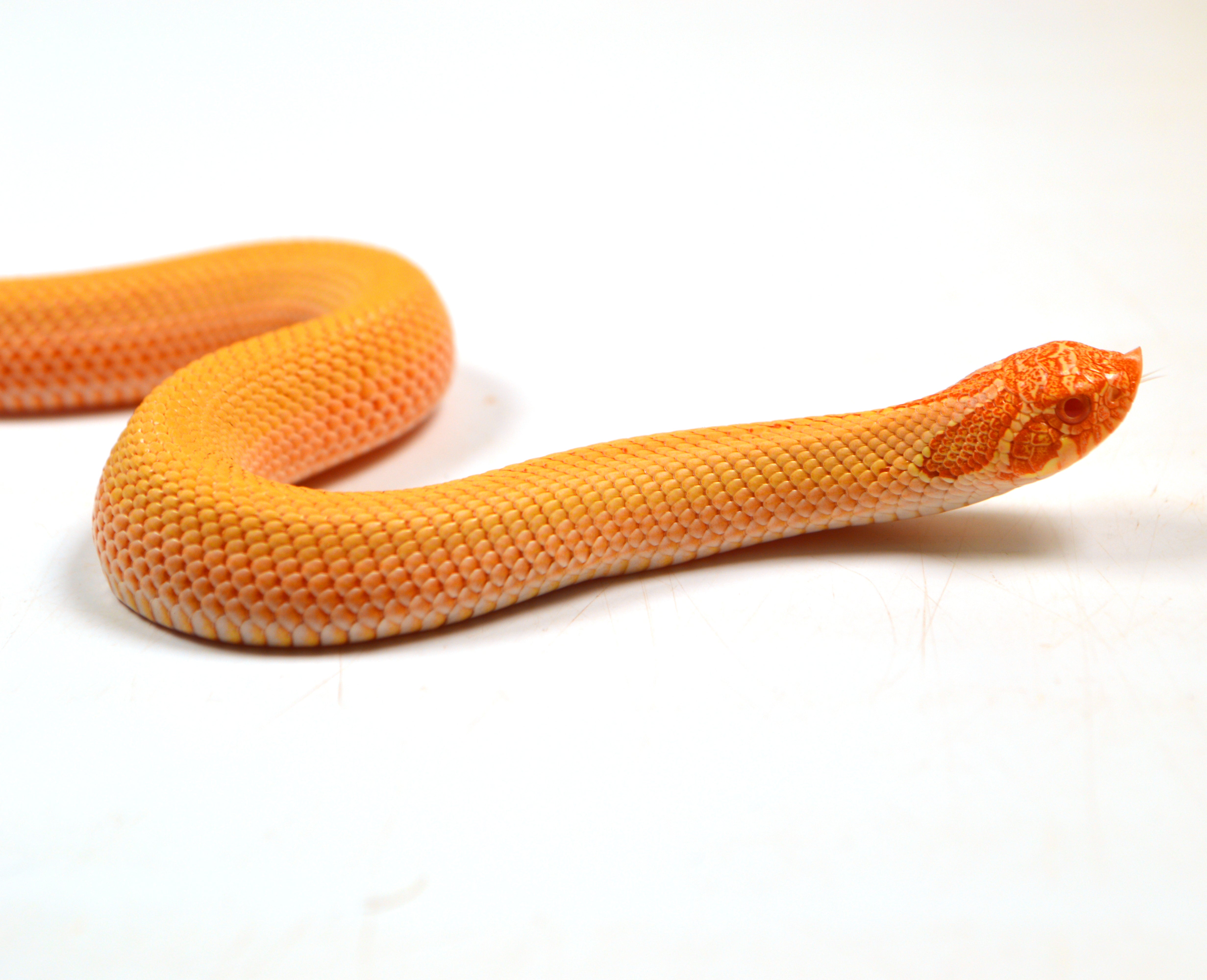 2024 Female Albino Super Anaconda Western Hognose- Red Line (Heterodon nasicus)