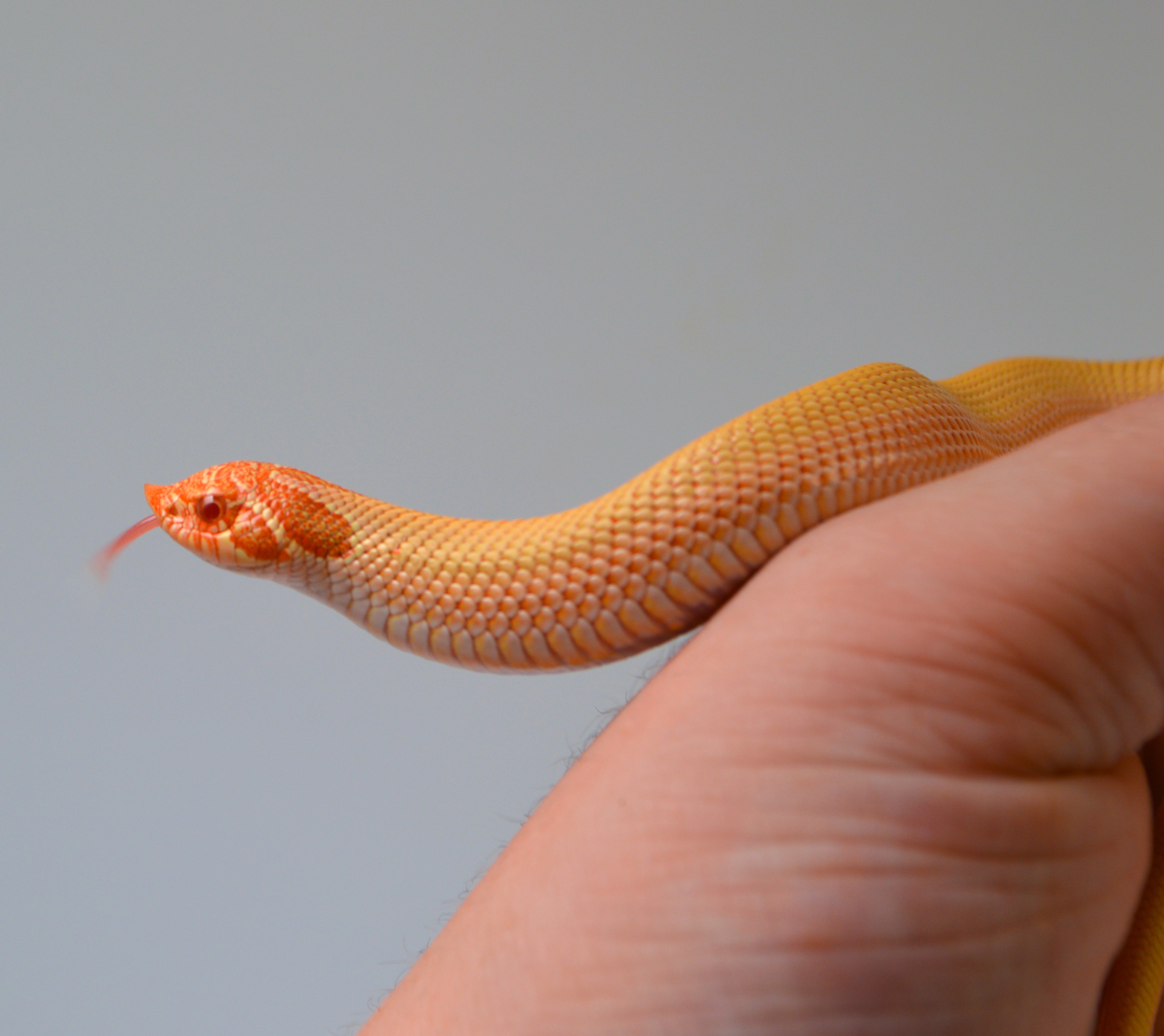2024 Female Albino Super Anaconda Western Hognose- Red Line (Heterodon nasicus)