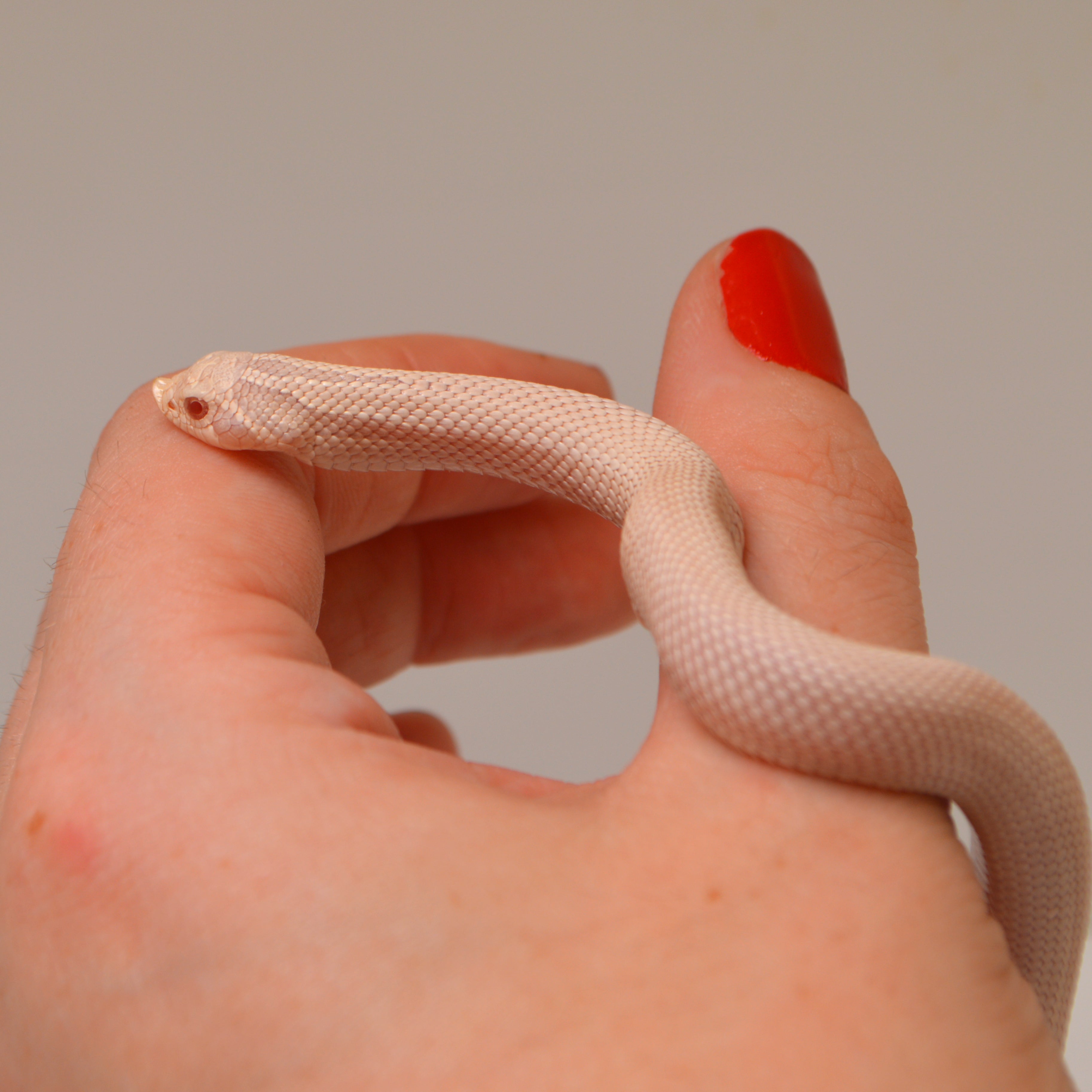 2024 Female Super Yeti Western Hognose (Heterodon nasicus) - SALE!