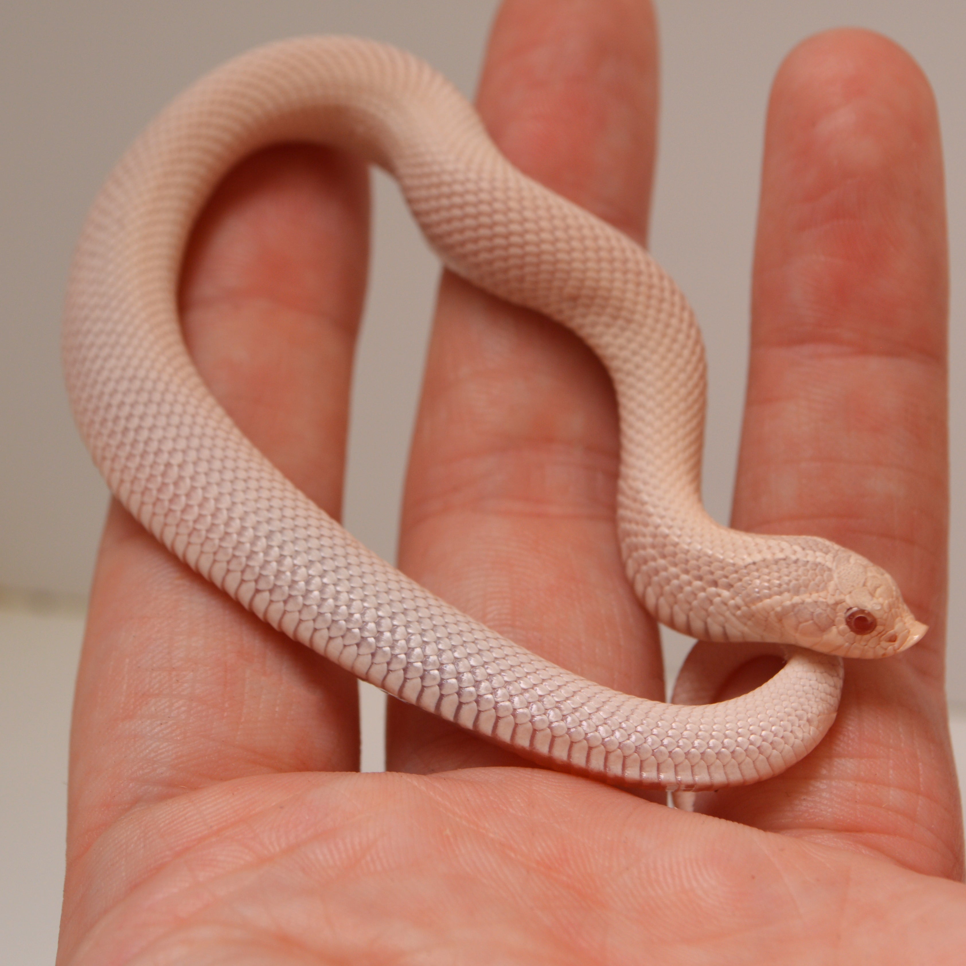 2024 Female Super Yeti Western Hognose (Heterodon nasicus) - SALE!