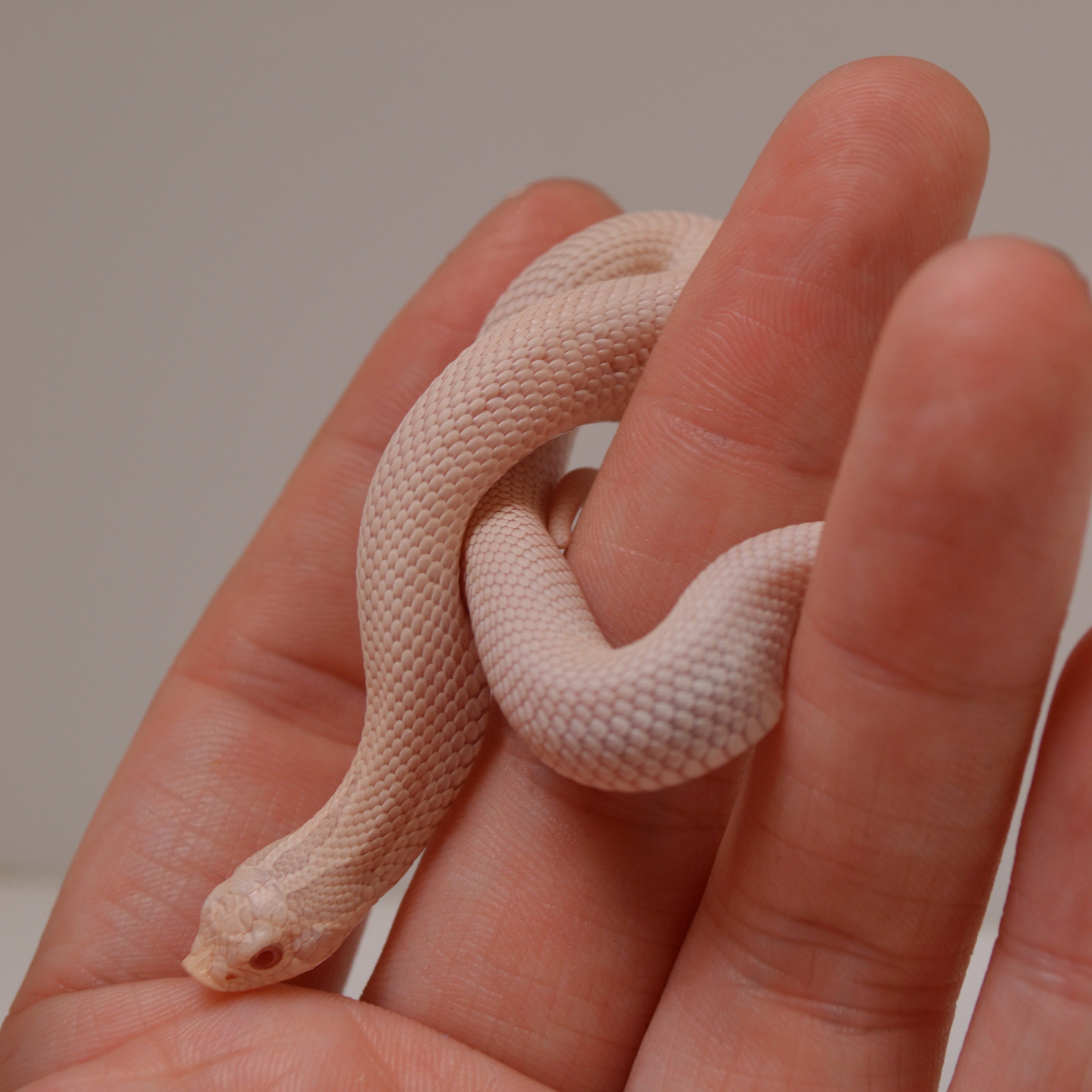 2024 Female Super Yeti Western Hognose (Heterodon nasicus) - SALE!