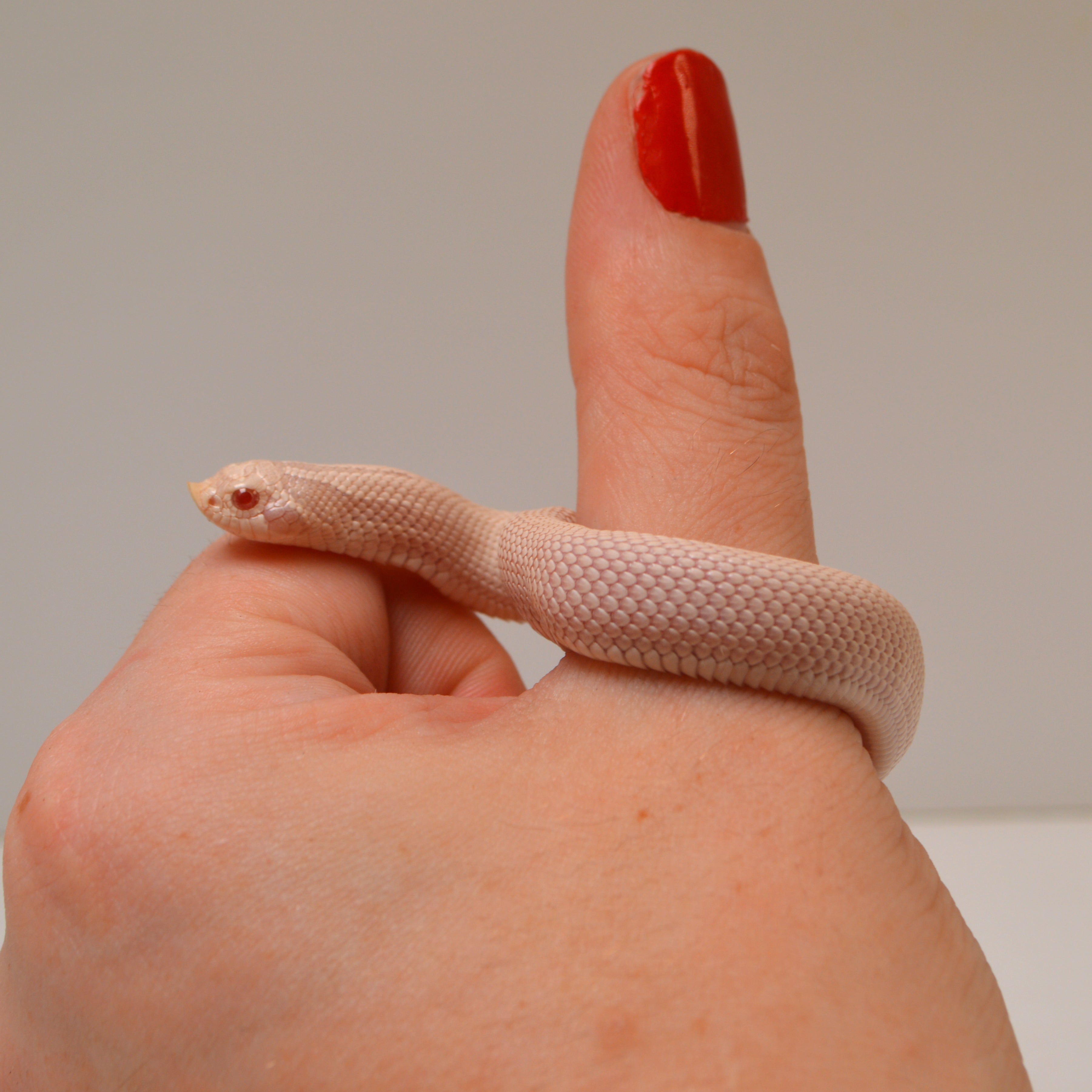 2024 Female Super Yeti Western Hognose (Heterodon nasicus) - SALE!