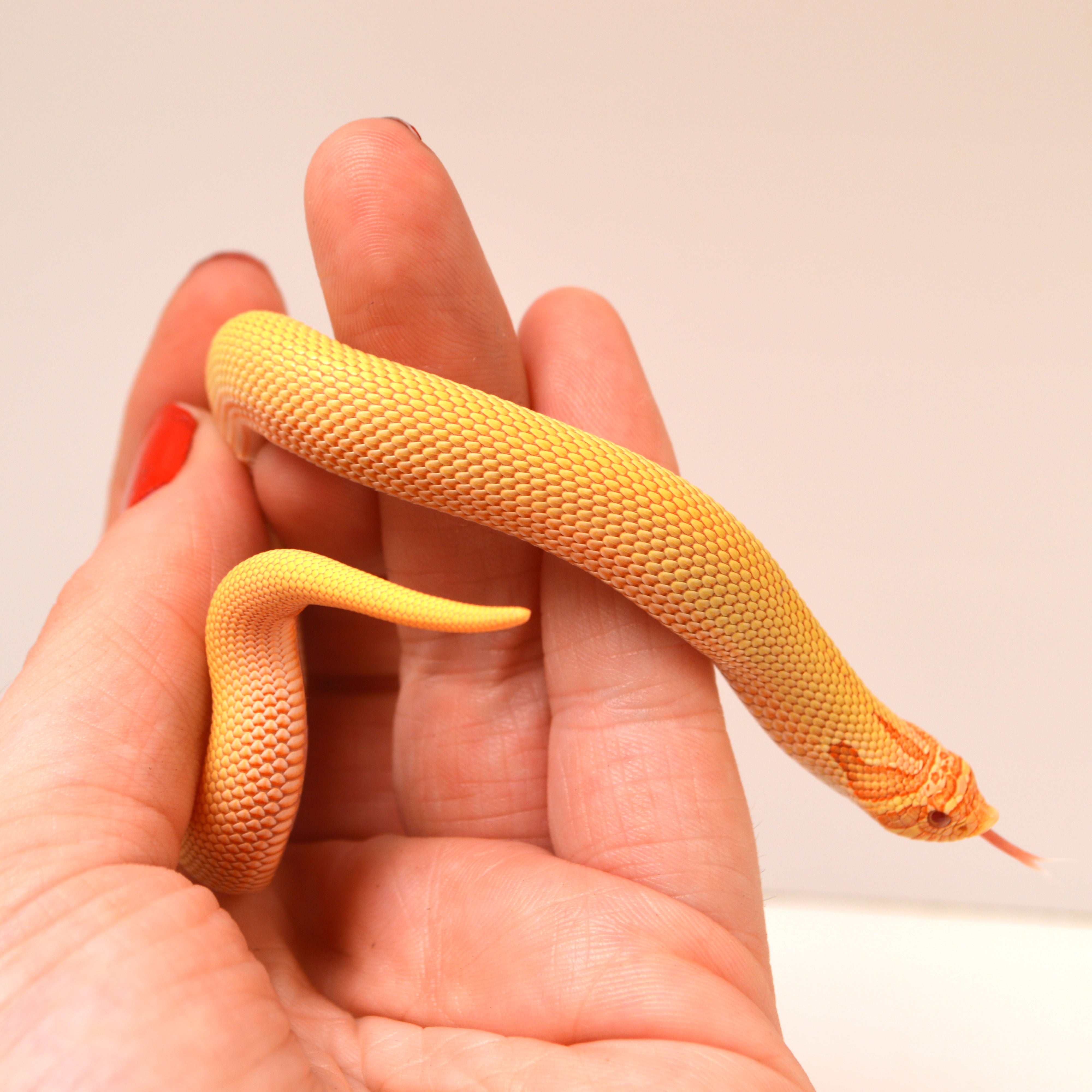 2024 Female Albino Super Anaconda Western Hognose (Heterodon nasicus) Red Line
