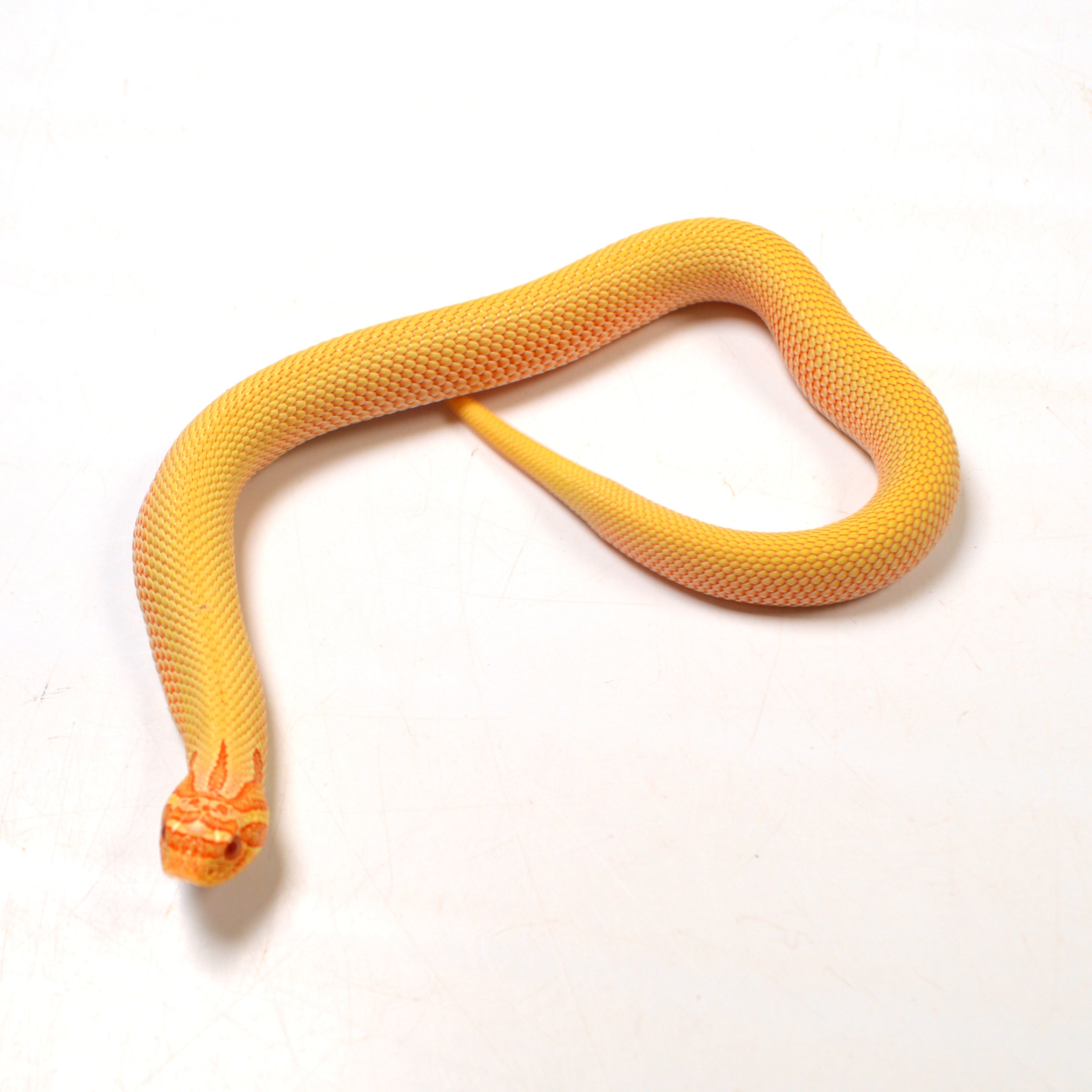 2024 Female Albino Super Anaconda Western Hognose (Heterodon nasicus) Red Line