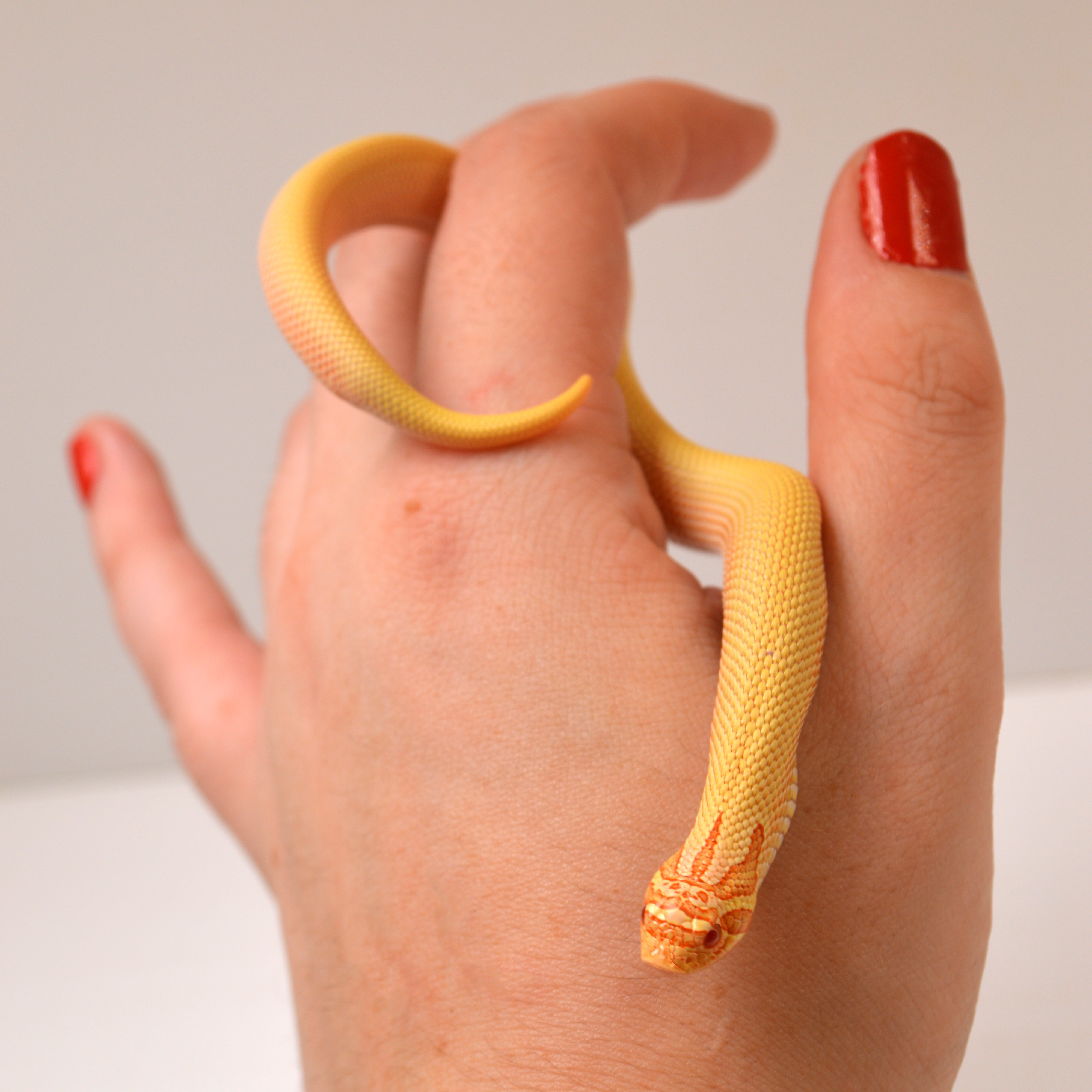 2024 Female Albino Super Anaconda Western Hognose (Heterodon nasicus) Red Line