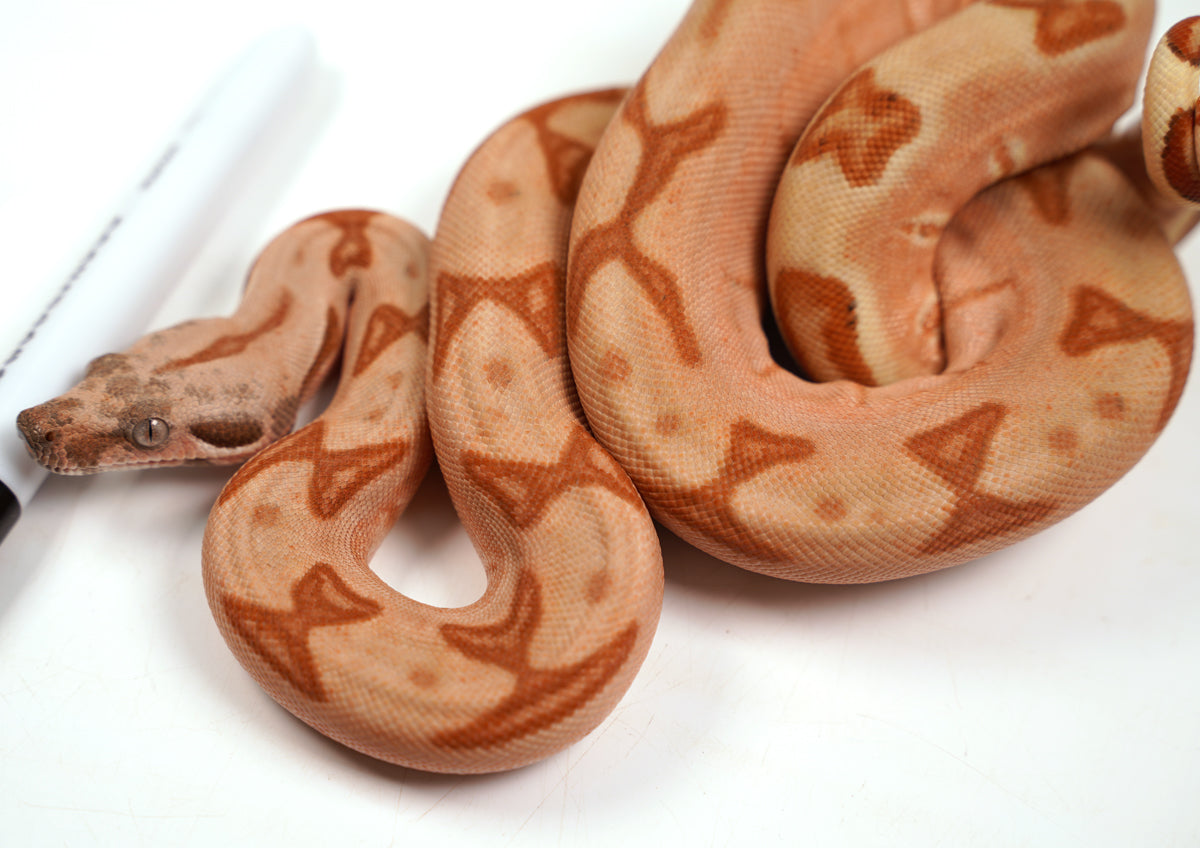 23' Female Labyrinth Hypo 66 % Poss Blood Boa Constrictor - Gorgeous!