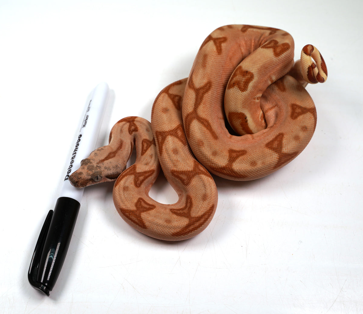 23' Female Labyrinth Hypo 66 % Poss Blood Boa Constrictor - Gorgeous!