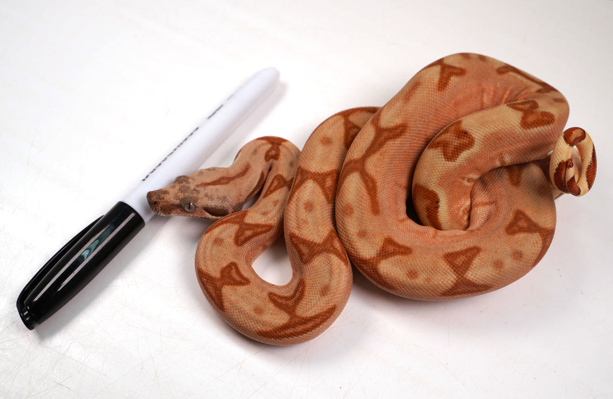 23' Female Labyrinth Hypo 66 % Poss Blood Boa Constrictor - Gorgeous!