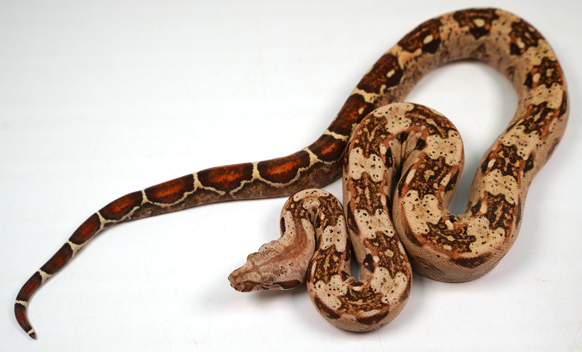 23' Female VPI TPos Laddertail Boa 66% Poss Het Blood