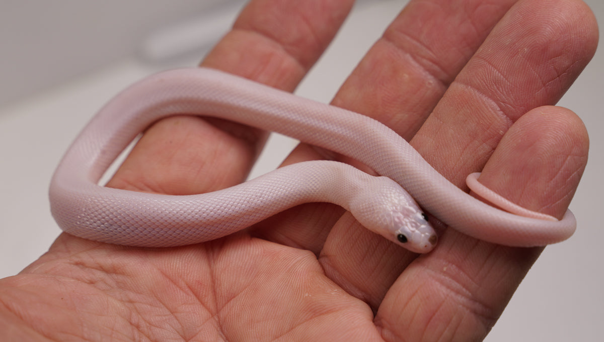 SALE! Female CBB Leucistic Puff Faced Water Snake