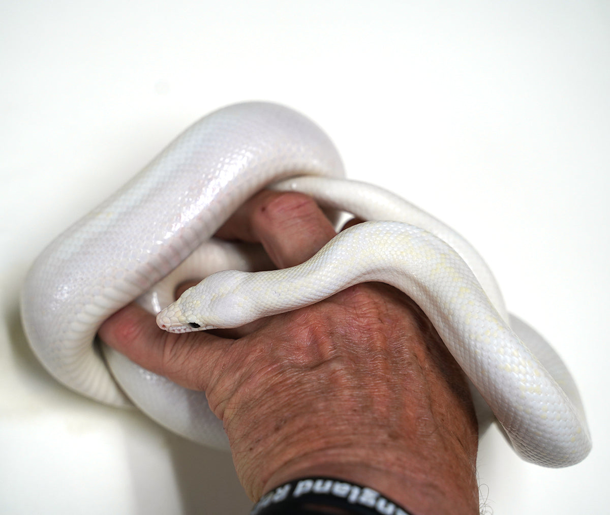 2020 Female Leucistic Colombian Rainbow Boa - Sub Adult