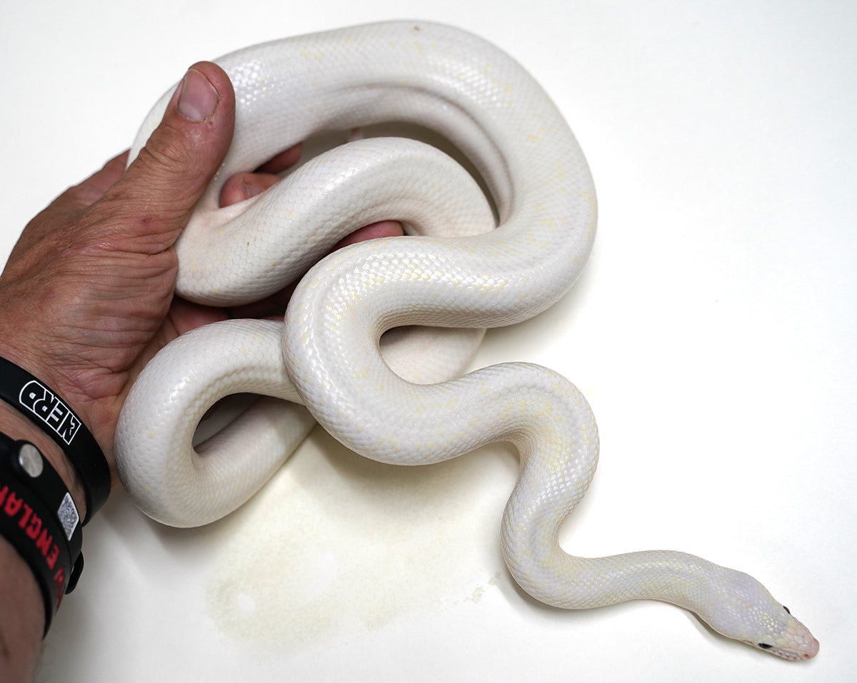 2020 Female Leucistic Colombian Rainbow Boa - Sub Adult