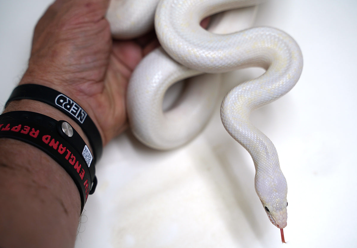 2020 Female Leucistic Colombian Rainbow Boa - Sub Adult